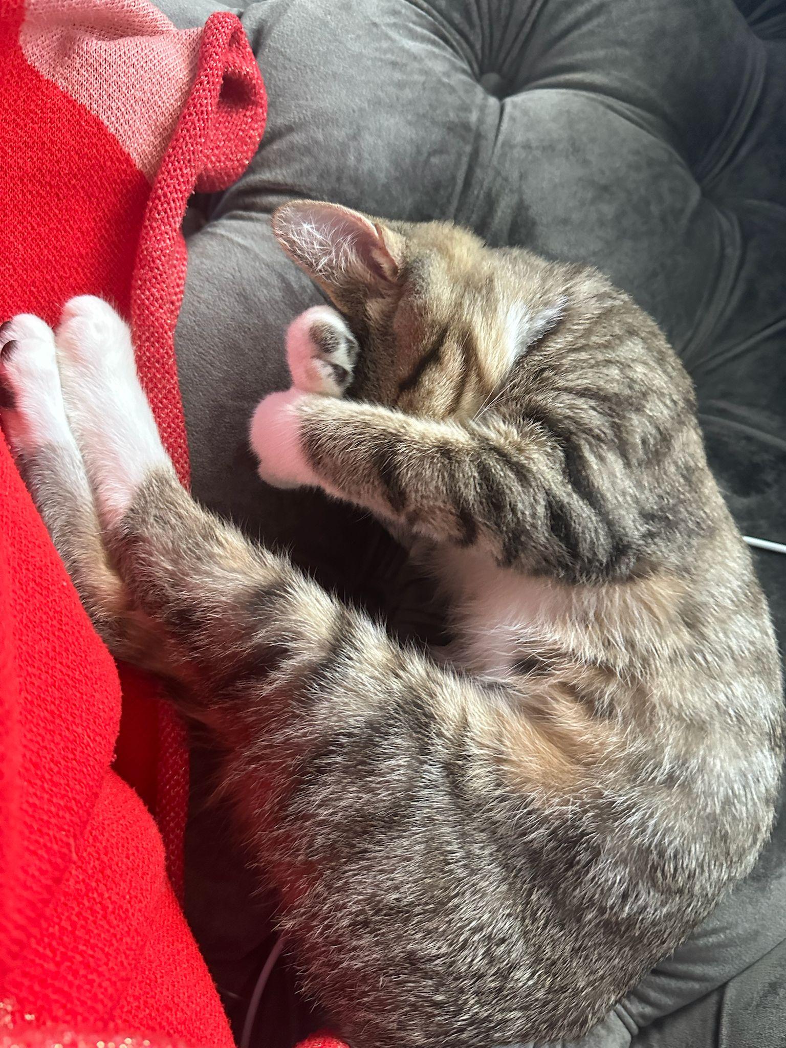 Cimba