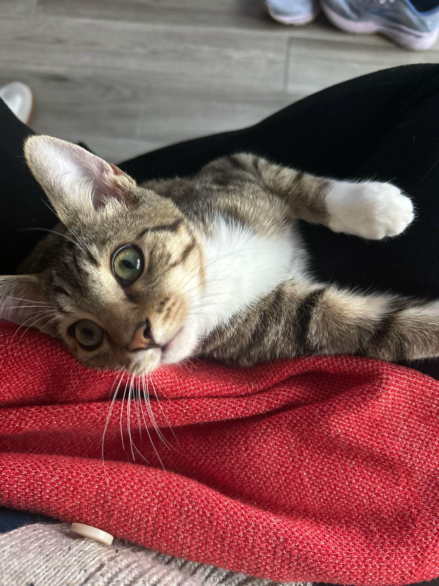 Cimba