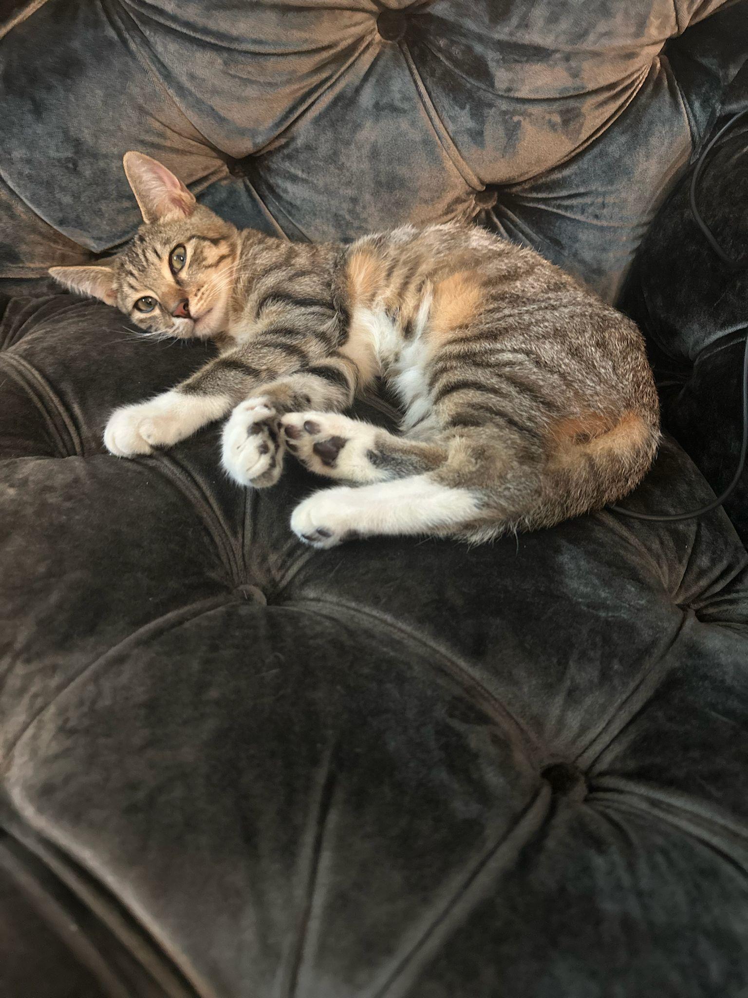 Cimba
