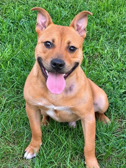 Lincoln, Adoptable, Adult Male American Staffordshire Terrier & Mixed Breed.