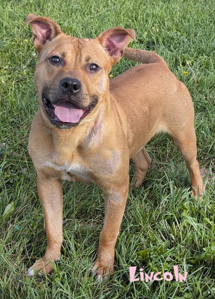 Enlarge Lincoln, a Adoptable mixed breed in Mason, MI image 2/3