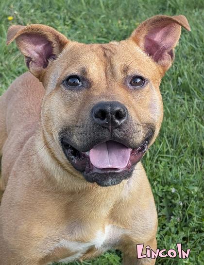 Enlarge Lincoln, a Adoptable mixed breed in Mason, MI image 3/3
