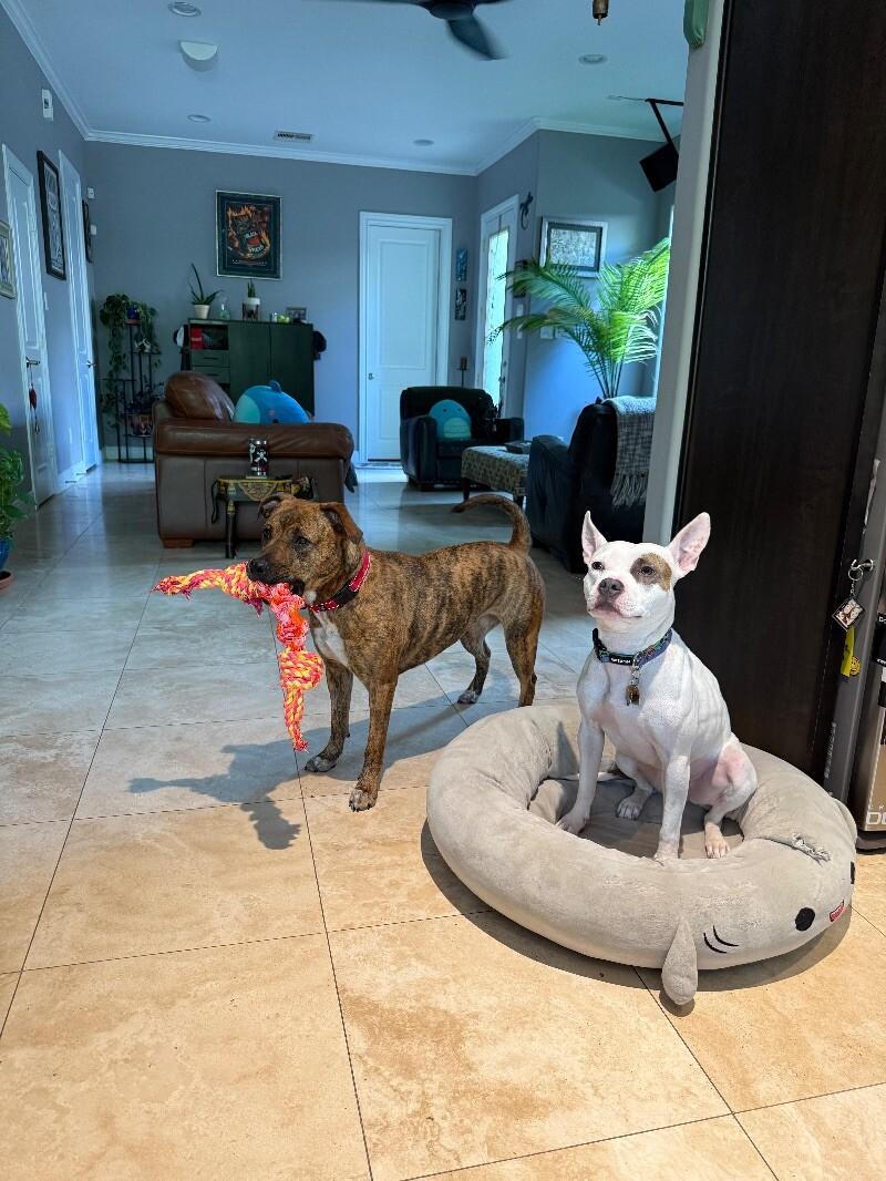 Ansley the fetch queen 4