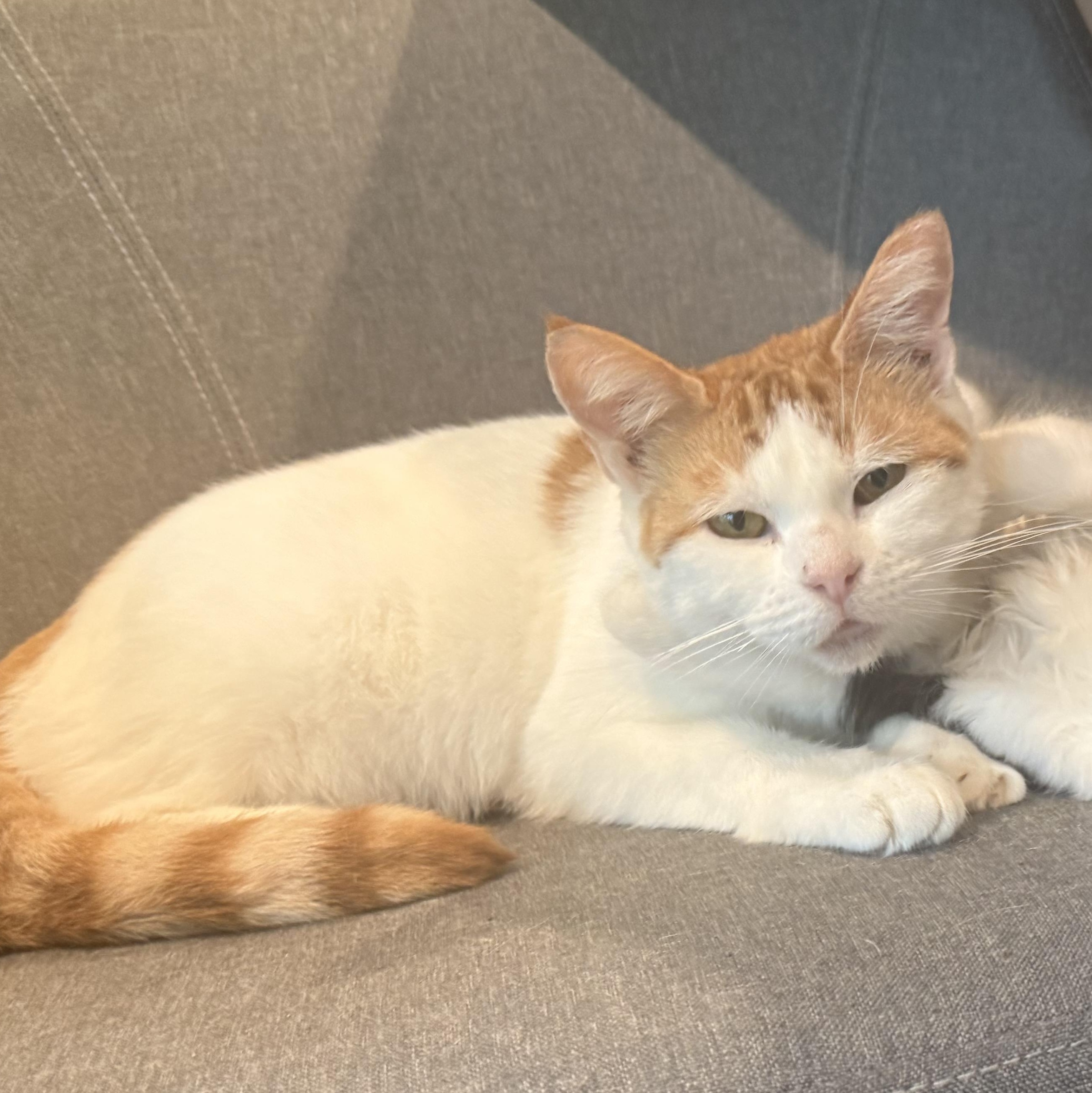 Apple, Adoptable, Young Female Domestic Short Hair.