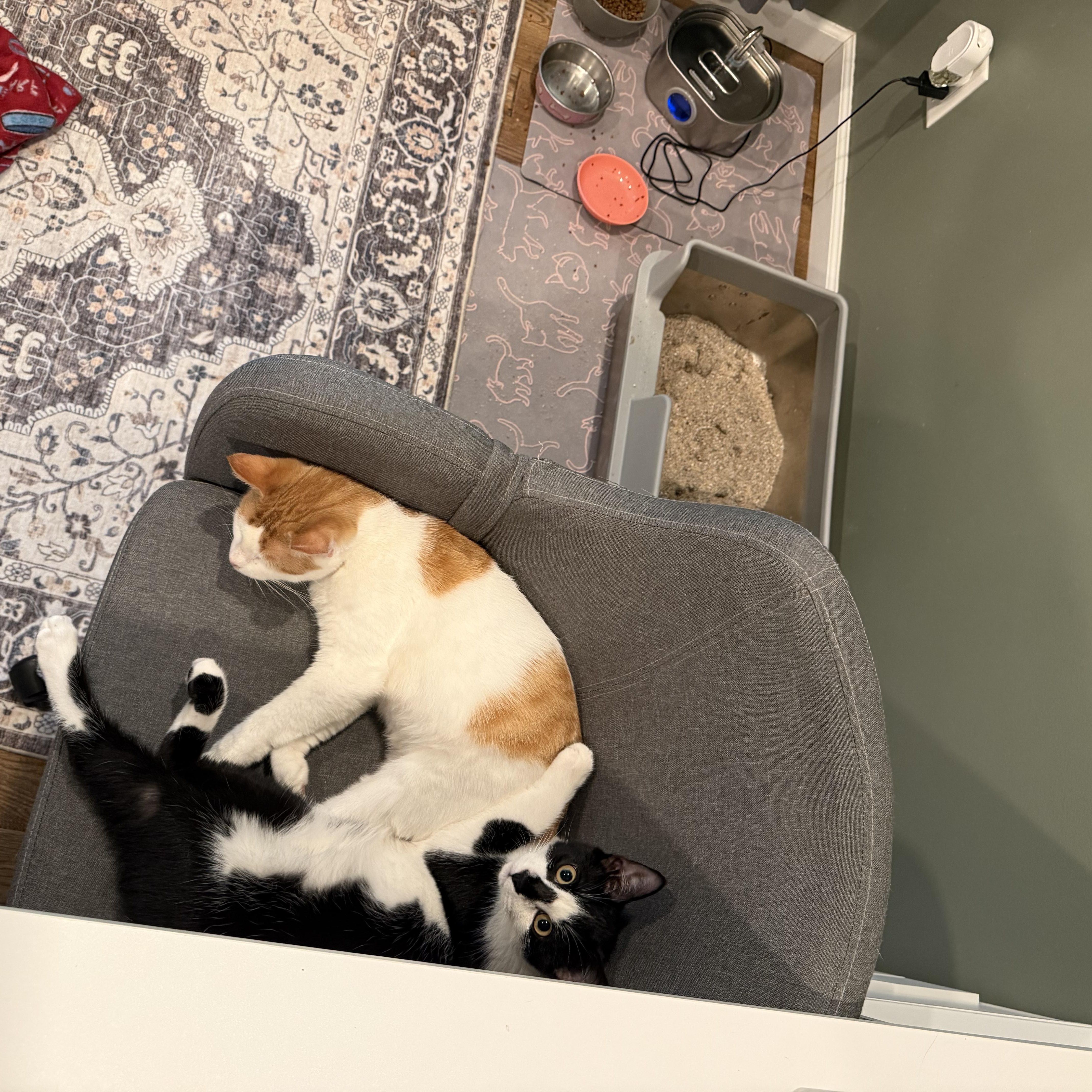 Enlarge Apple, a Adoptable Domestic Short Hair in Galloway, NJ image 3/5