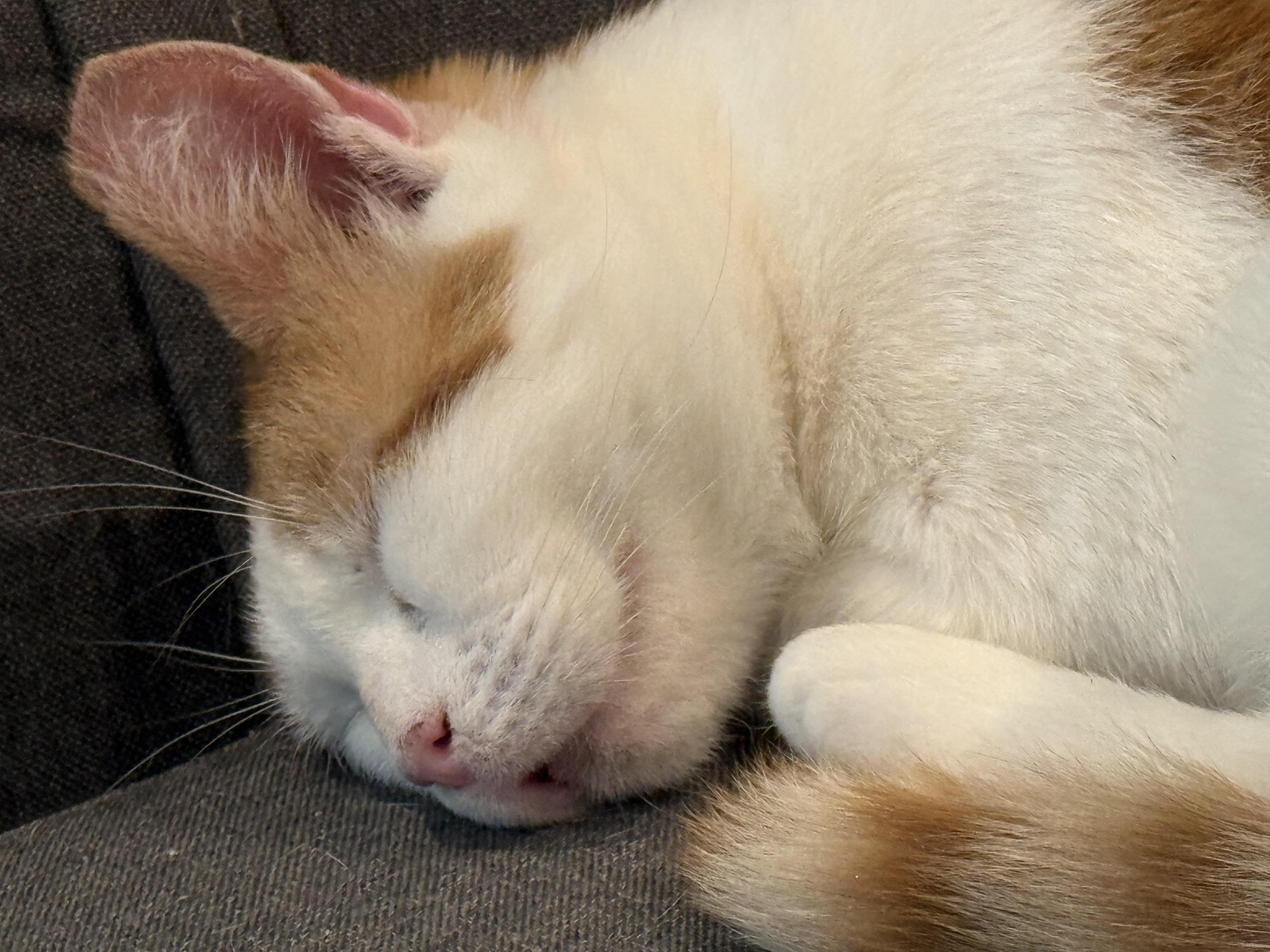 Enlarge Apple, a Adoptable Domestic Short Hair in Galloway, NJ image 4/5