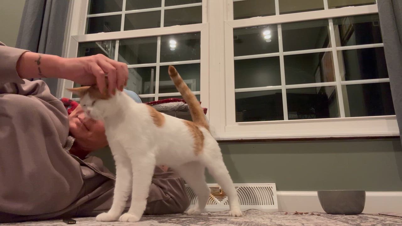 Enlarge Apple, a Adoptable Domestic Short Hair in Galloway, NJ video 5/5