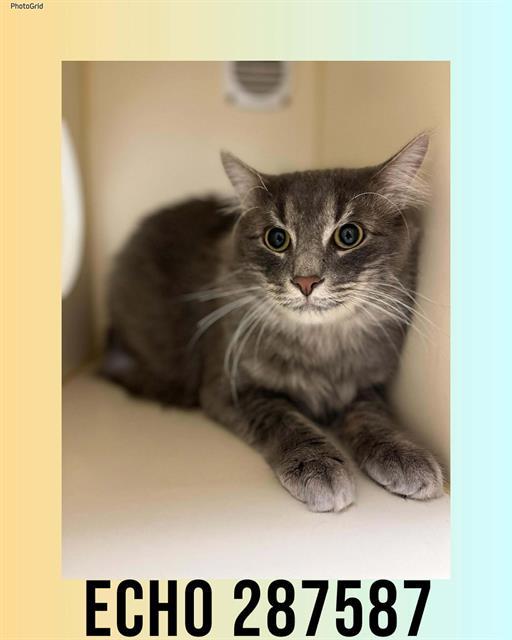 Enlarge ECHO, a Adoptable Domestic Long Hair in Macon, GA image 1/1