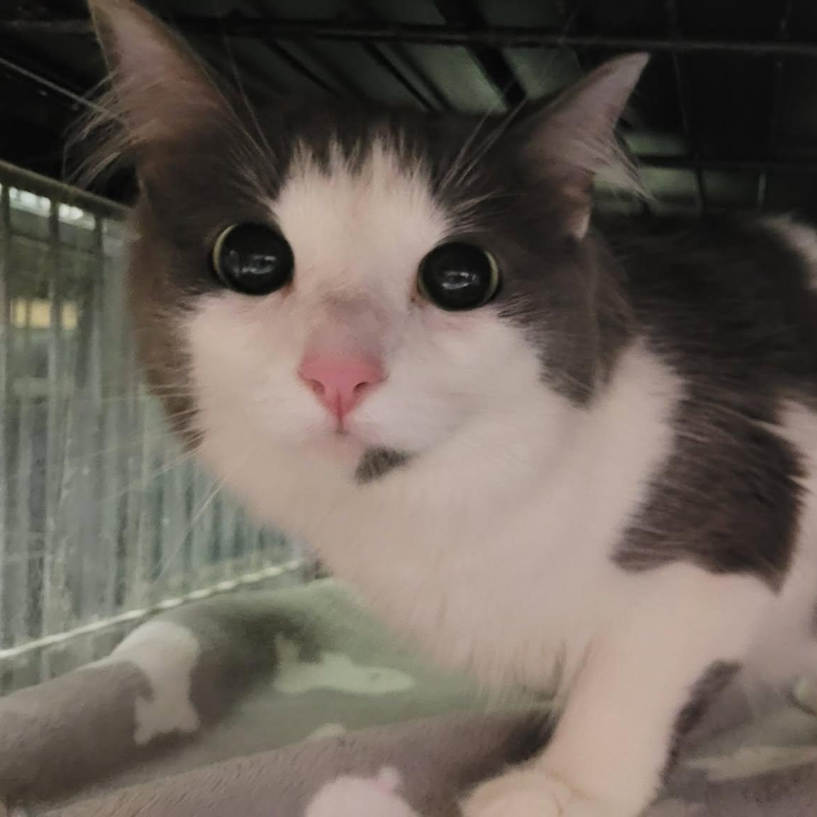 FLOOF, a Adoptable Domestic Medium Hair in Tillsonburg, ON image 3/3