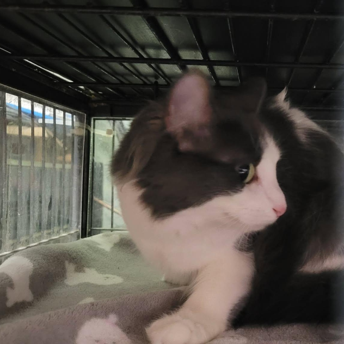 FLOOF, a Adoptable Domestic Medium Hair in Tillsonburg, ON image 2/3