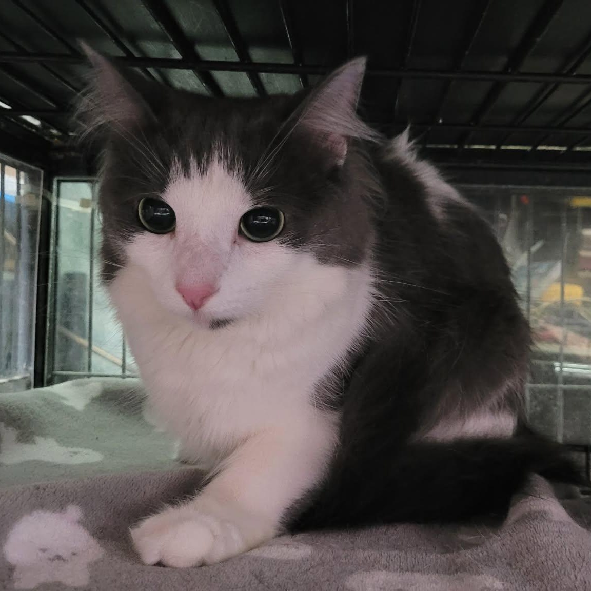 FLOOF, a Adoptable Domestic Medium Hair in Tillsonburg, ON image 1/3