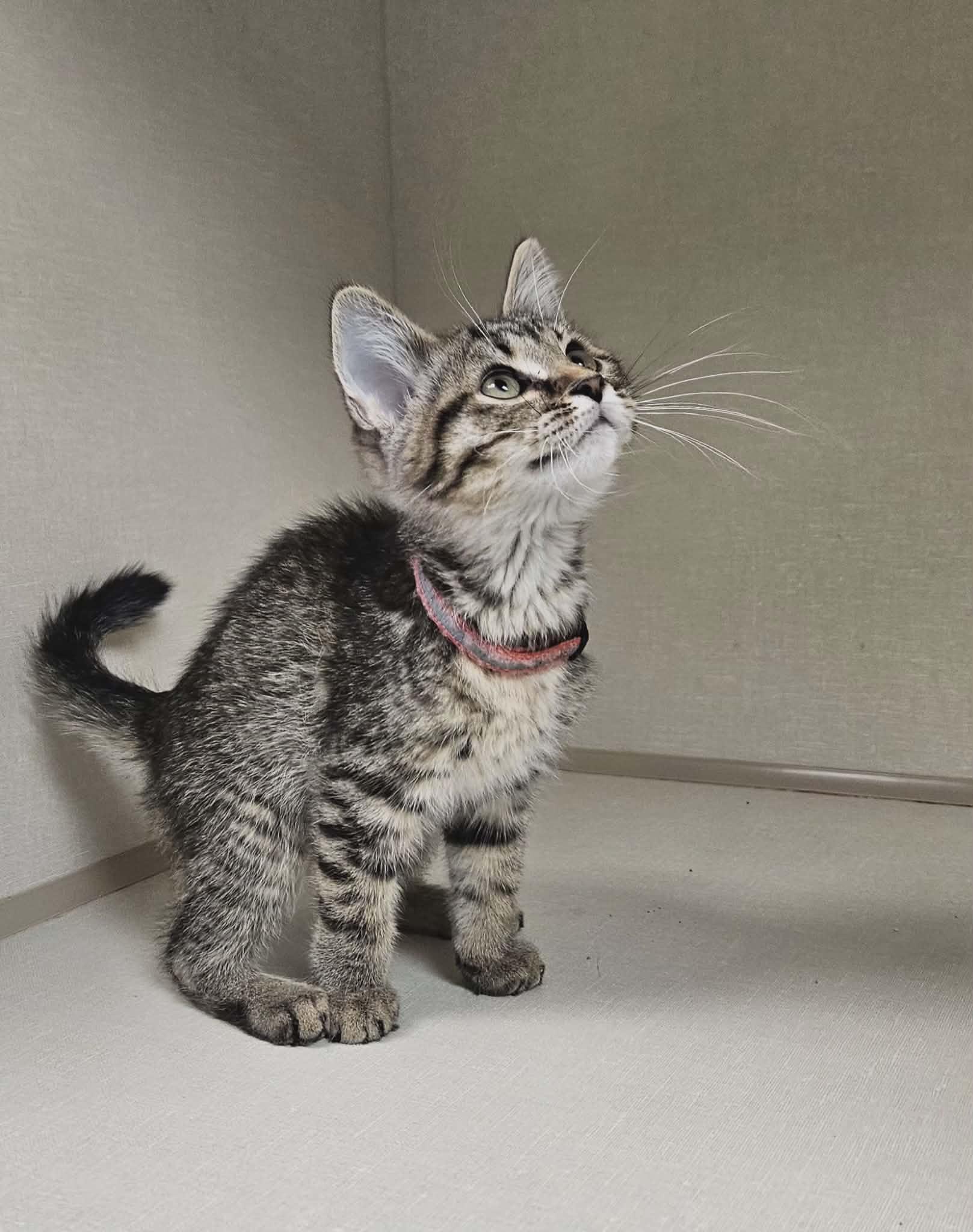 Enlarge Boden, an adopted mixed breed in Wapakoneta, OH image 3/3