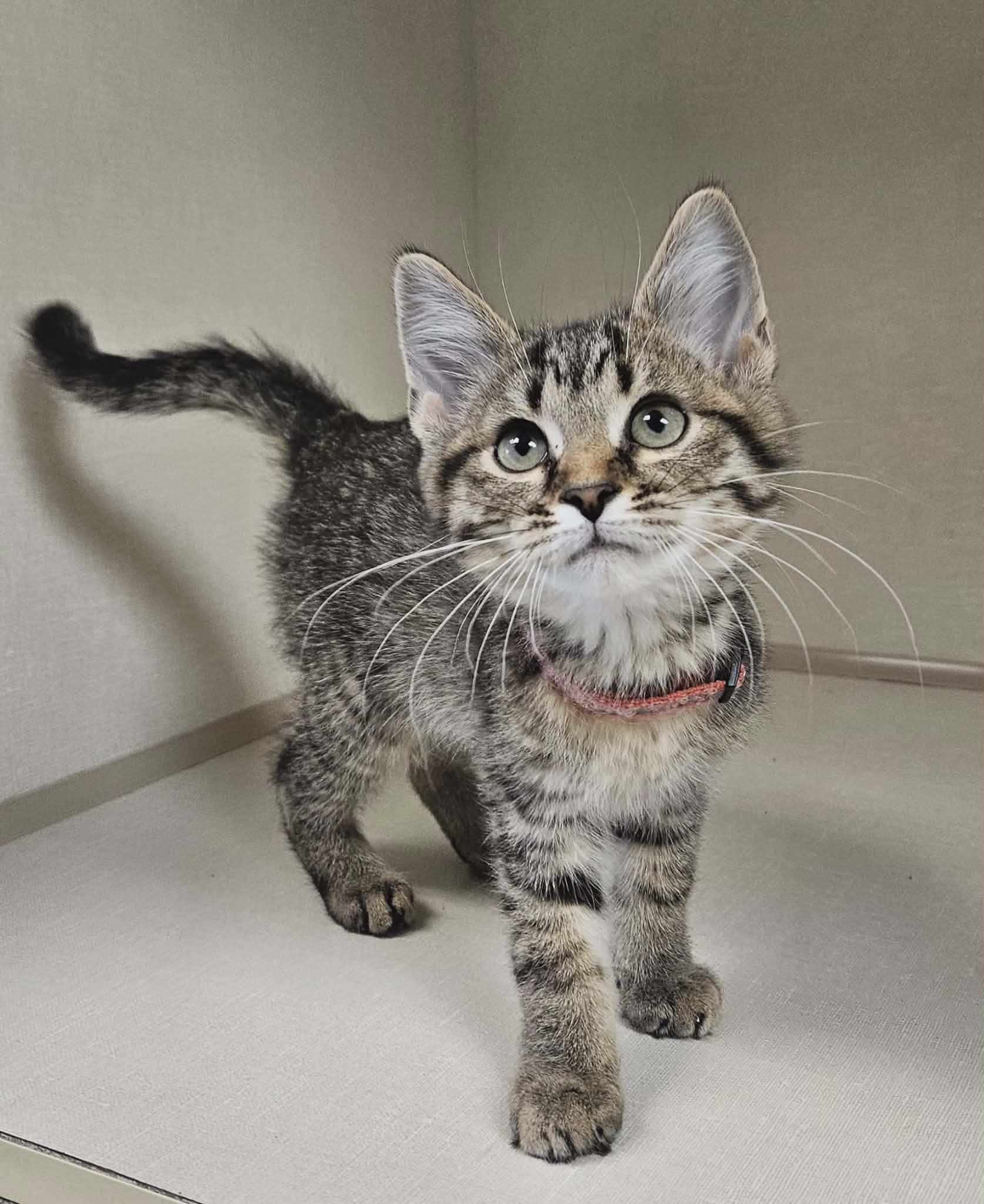 Enlarge Boden, an adopted mixed breed in Wapakoneta, OH image 1/3