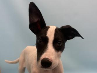 Enlarge Sean, a Adoptable mixed breed in Golden Valley, MN image 1/1