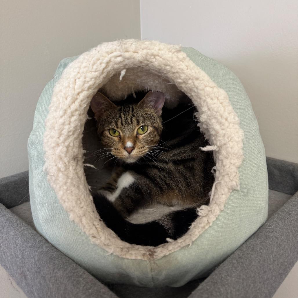 Penny Lane, a Adoptable Domestic Short Hair in Bloomington, IL image 2/6