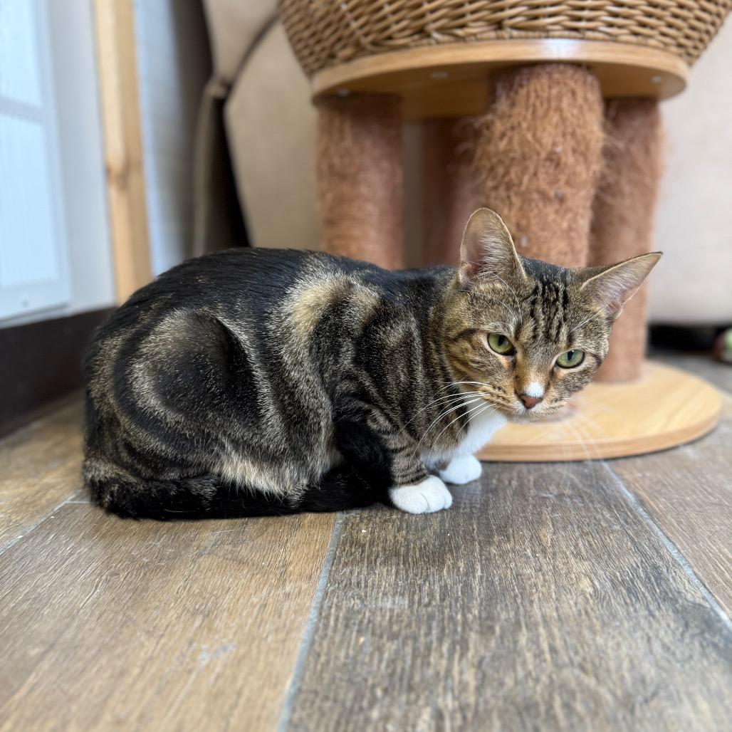 Penny Lane, a Adoptable Domestic Short Hair in Bloomington, IL image 4/6