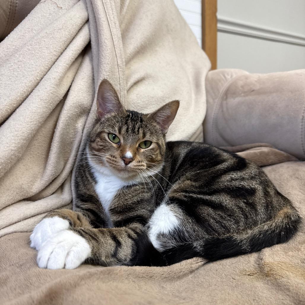 Penny Lane, Adoptable, Adult Female Domestic Short Hair.