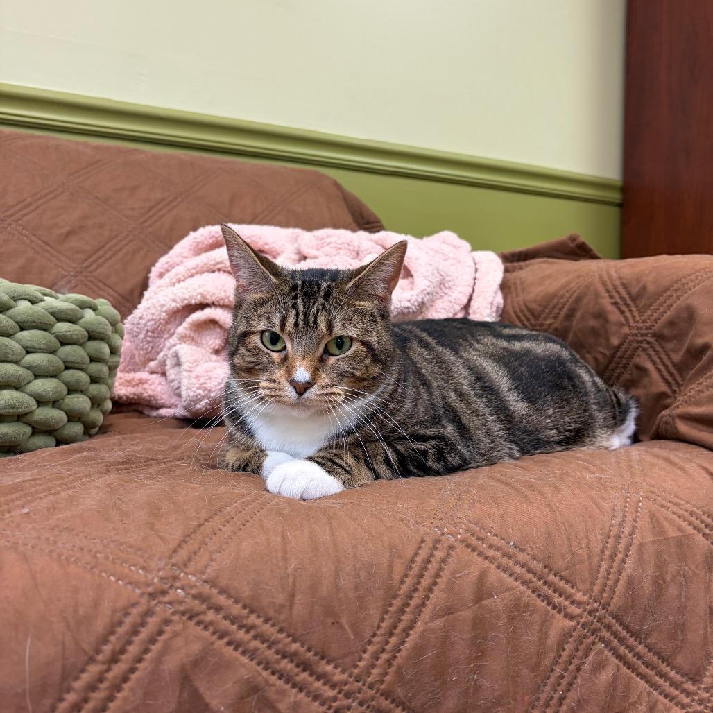 Penny Lane, a Adoptable Domestic Short Hair in Normal, IL image 2/6
