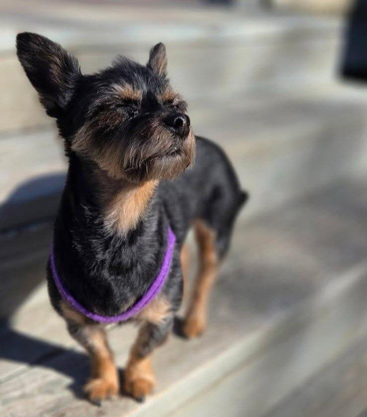 Marley, Adoptable, Adult Female Yorkshire Terrier.