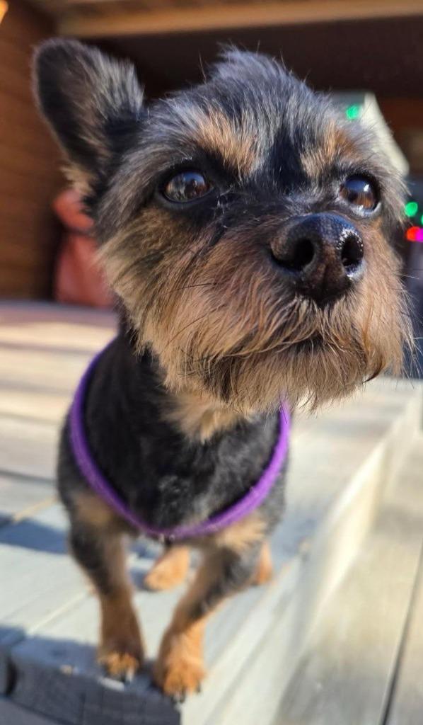 Enlarge Marley, a Adoptable Yorkshire Terrier in Buffalo, MO image 2/4