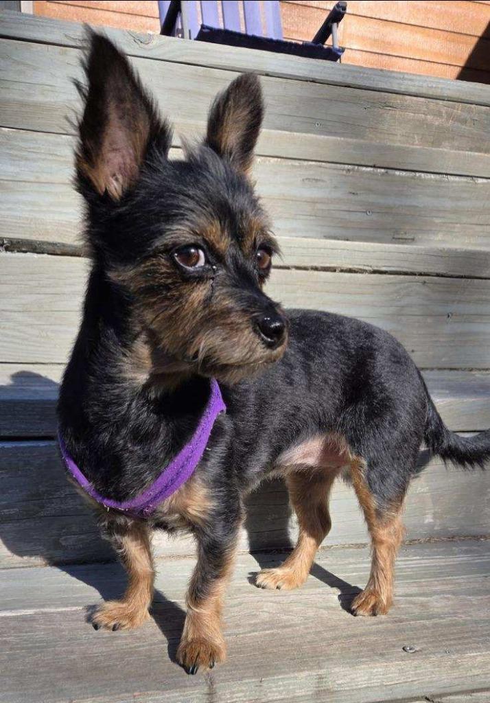 Enlarge Marley, a Adoptable Yorkshire Terrier in Buffalo, MO image 3/4