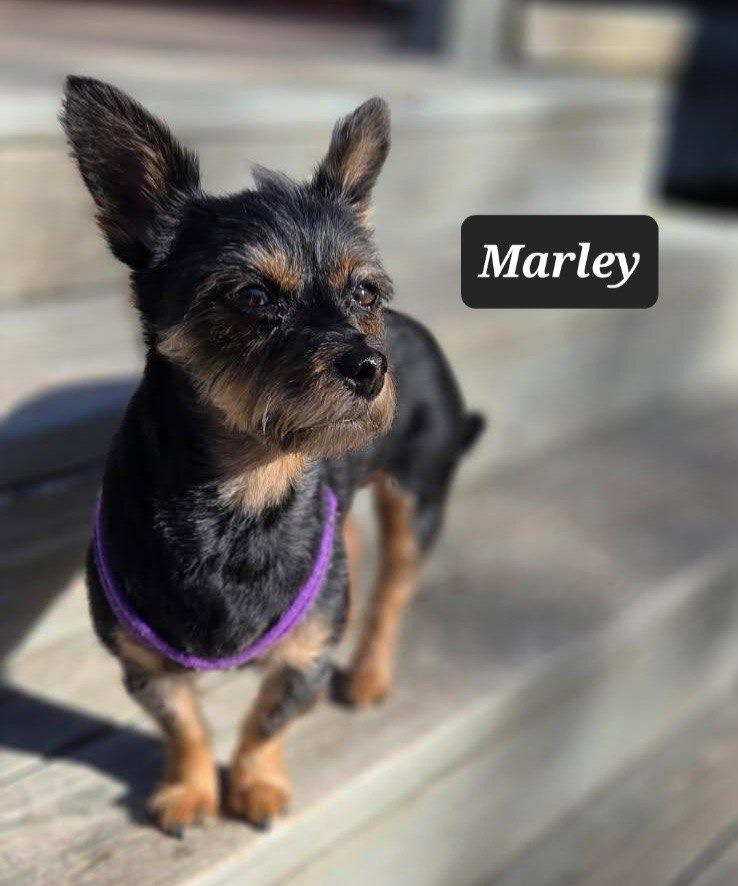Enlarge Marley, a Adoptable Yorkshire Terrier in Buffalo, MO image 4/4