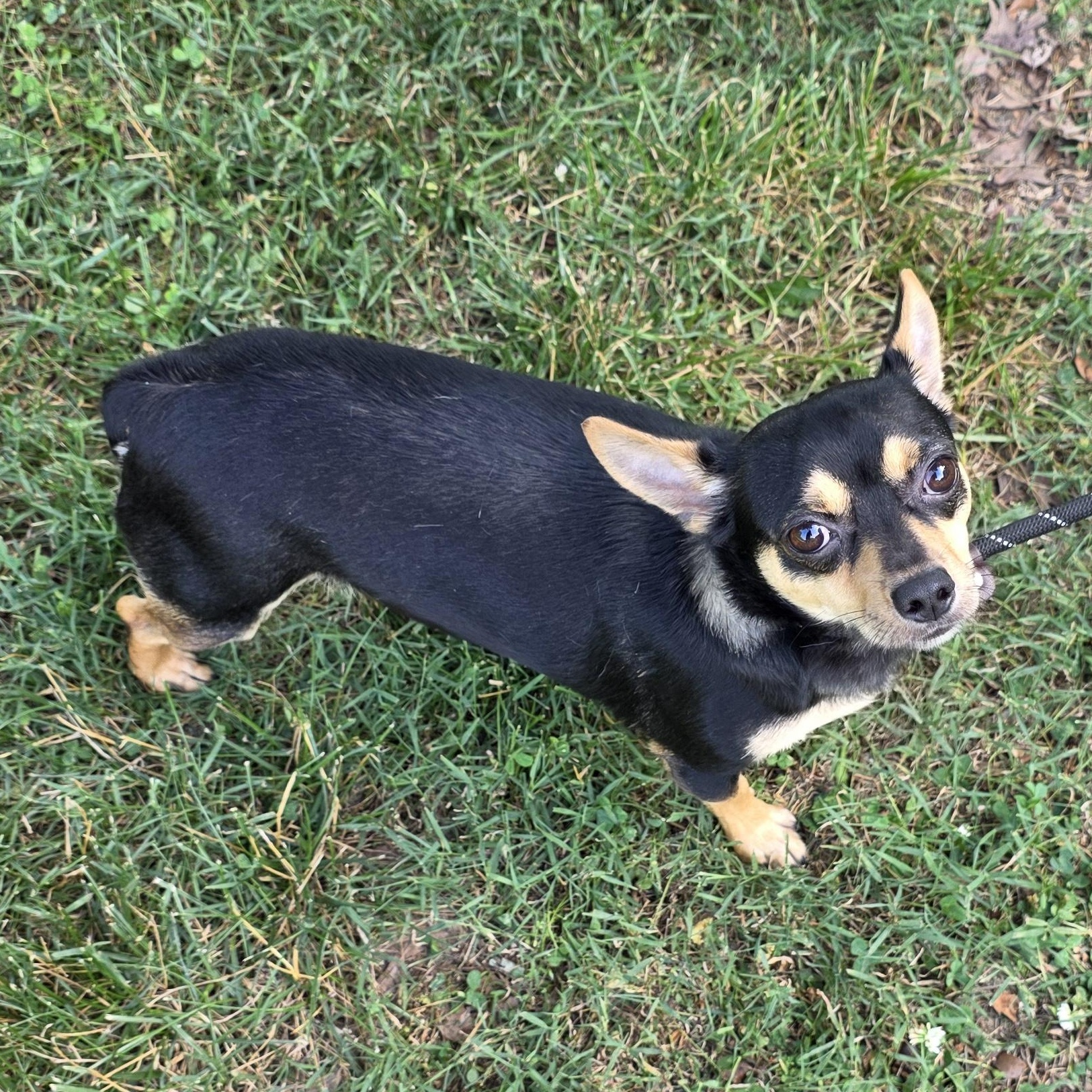 Prince, an adoptable mixed breed in Greensboro, NC image 2/6