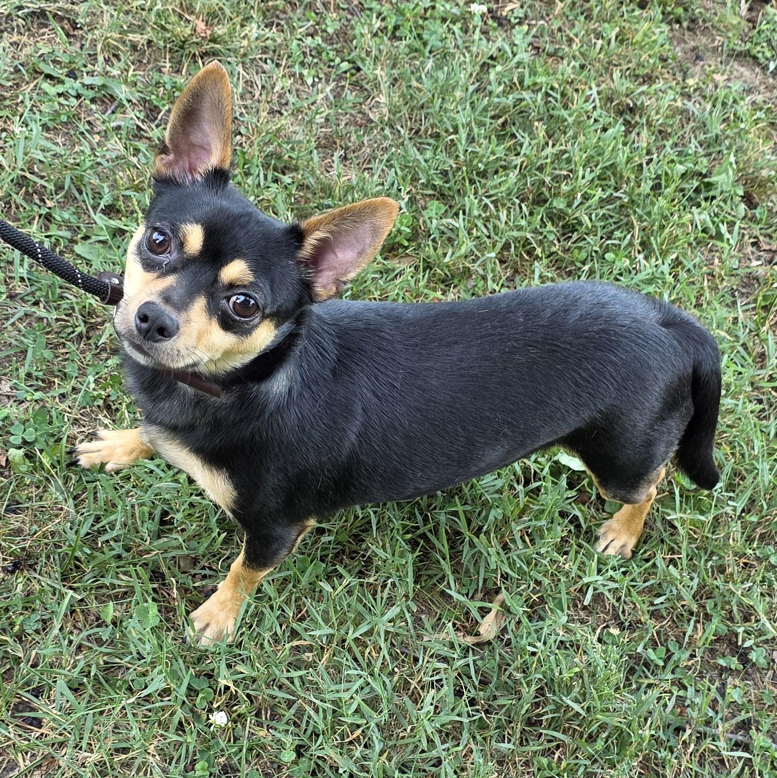 Prince, an adoptable mixed breed in Greensboro, NC image 6/6
