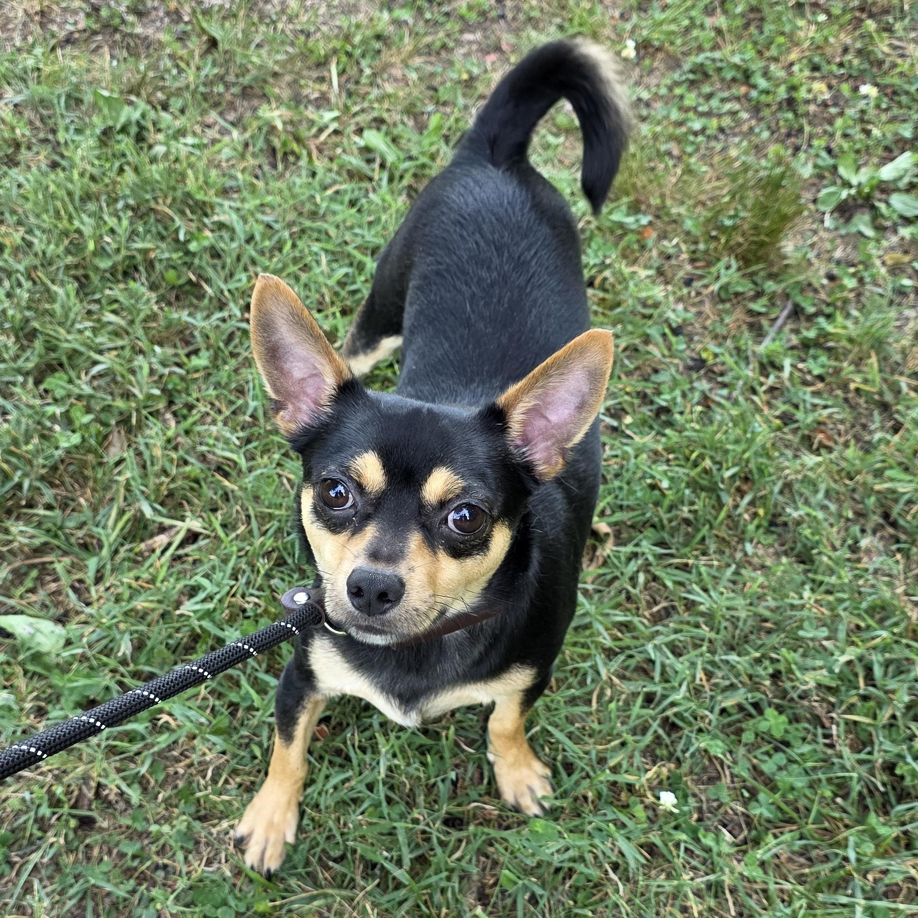 Prince, an adoptable mixed breed in Greensboro, NC image 5/6