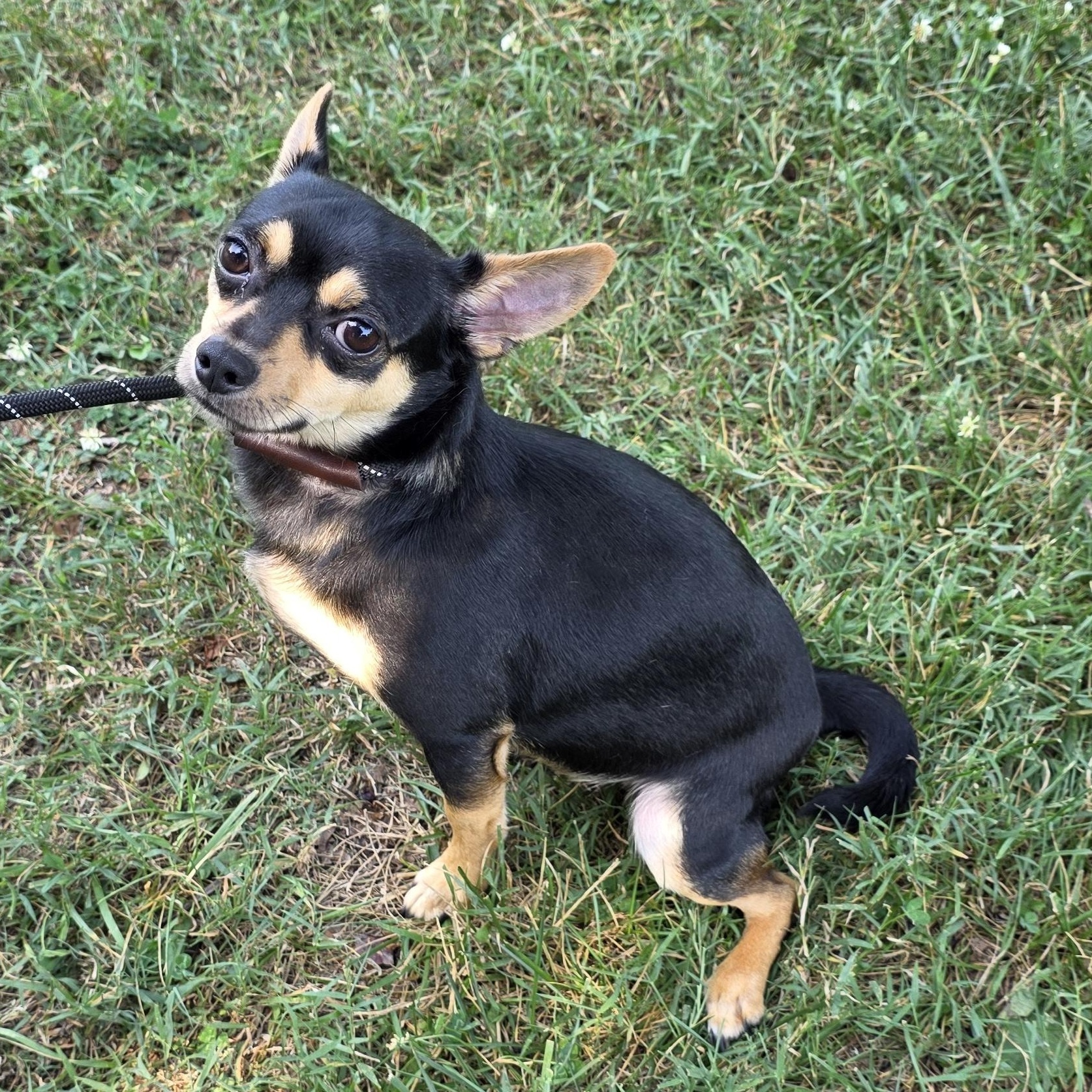 Prince, an adoptable mixed breed in Greensboro, NC image 3/6