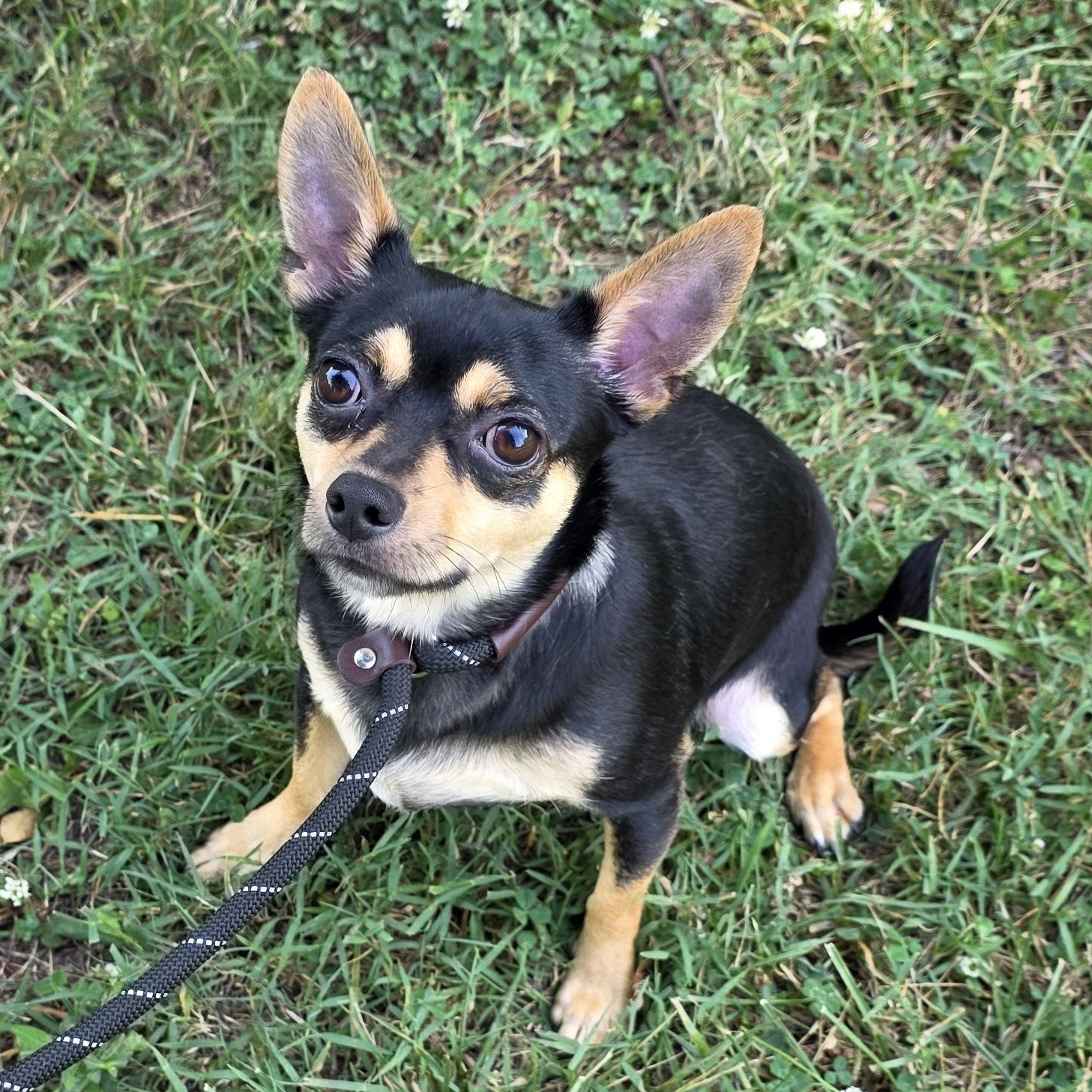 Prince, an adoptable mixed breed in Greensboro, NC image 1/6