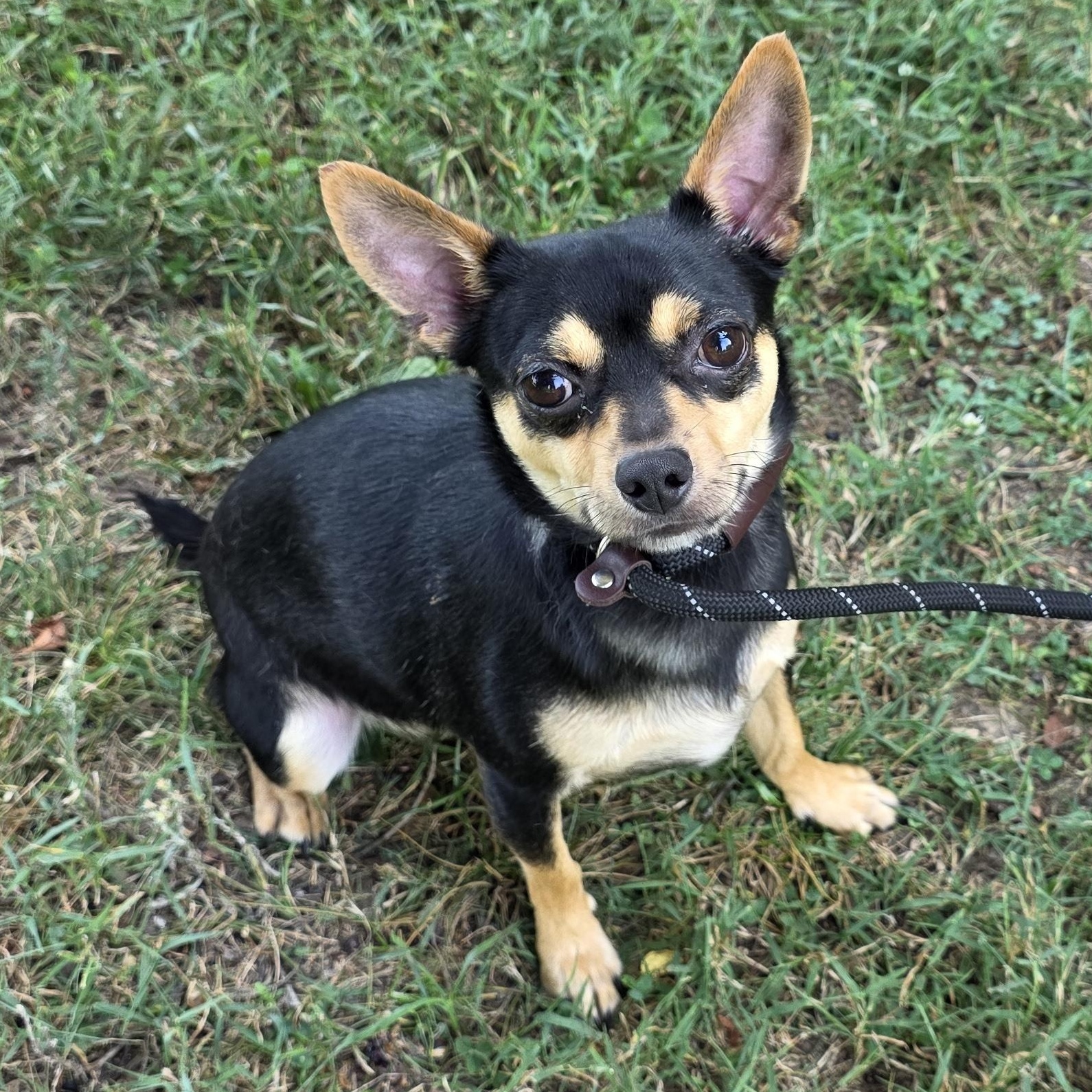 Prince, an adoptable mixed breed in Greensboro, NC image 4/6