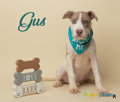 Enlarge Gus, a Adoptable mixed breed in Fairhope, AL image 1/1