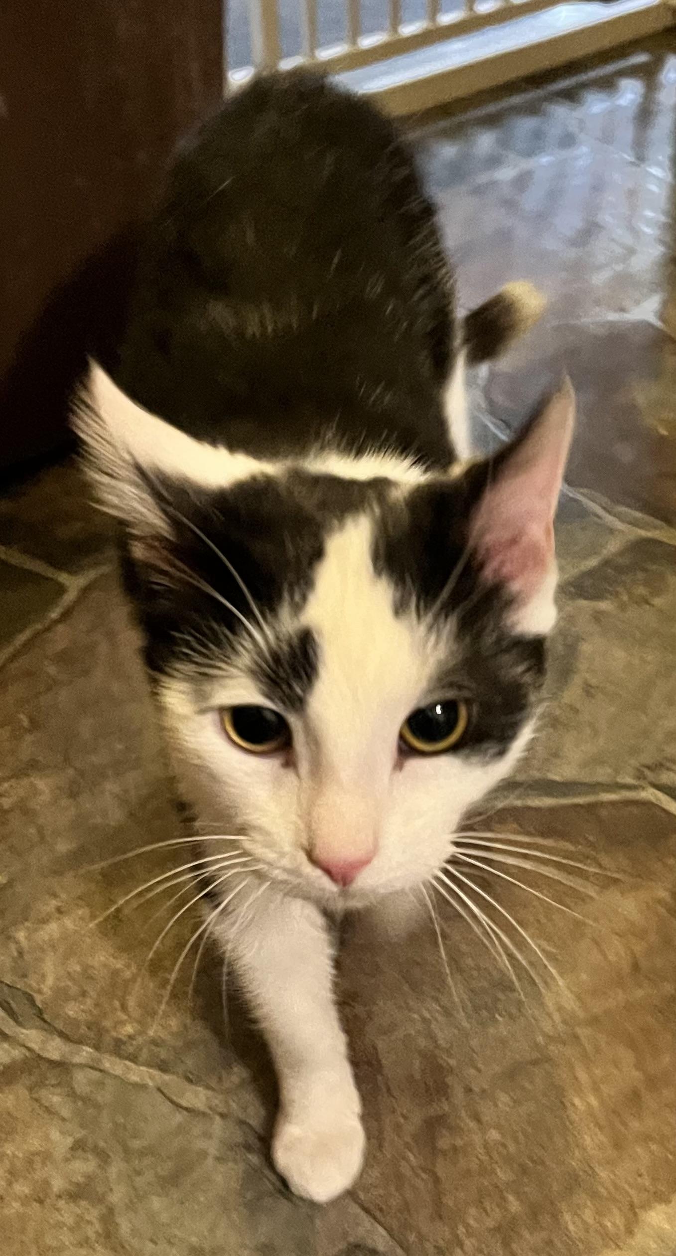 Enlarge Phil (Peg-fostered in TN), a Adoptable Domestic Short Hair in Brooklyn, CT image 5/6