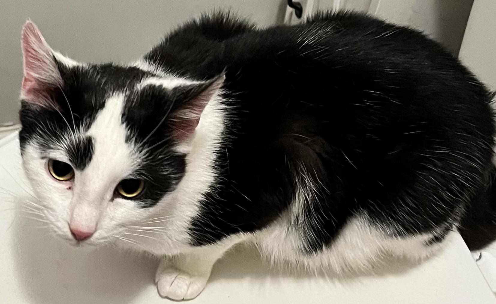 Enlarge Phil (Peg-fostered in TN), a Adoptable Domestic Short Hair in Brooklyn, CT image 6/6