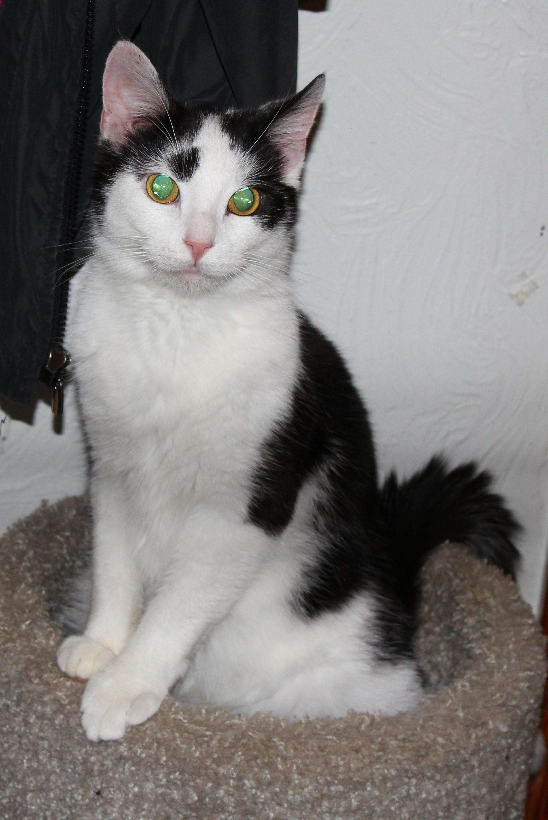 Phil (Peg-fostered in TN), Adoptable, Adult Male Domestic Short Hair.