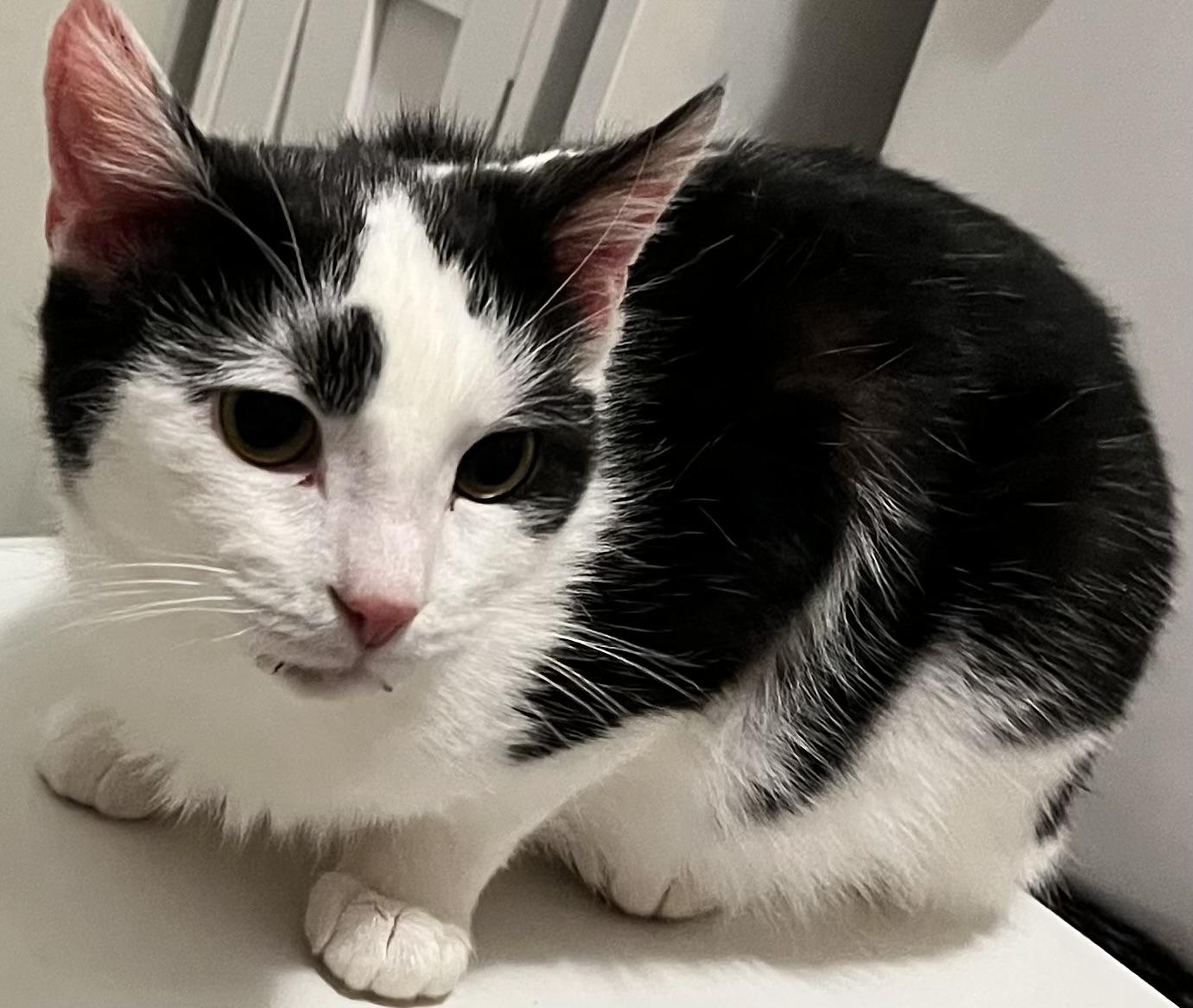 Enlarge Phil (Peg-fostered in TN), a Adoptable Domestic Short Hair in Brooklyn, CT image 2/6