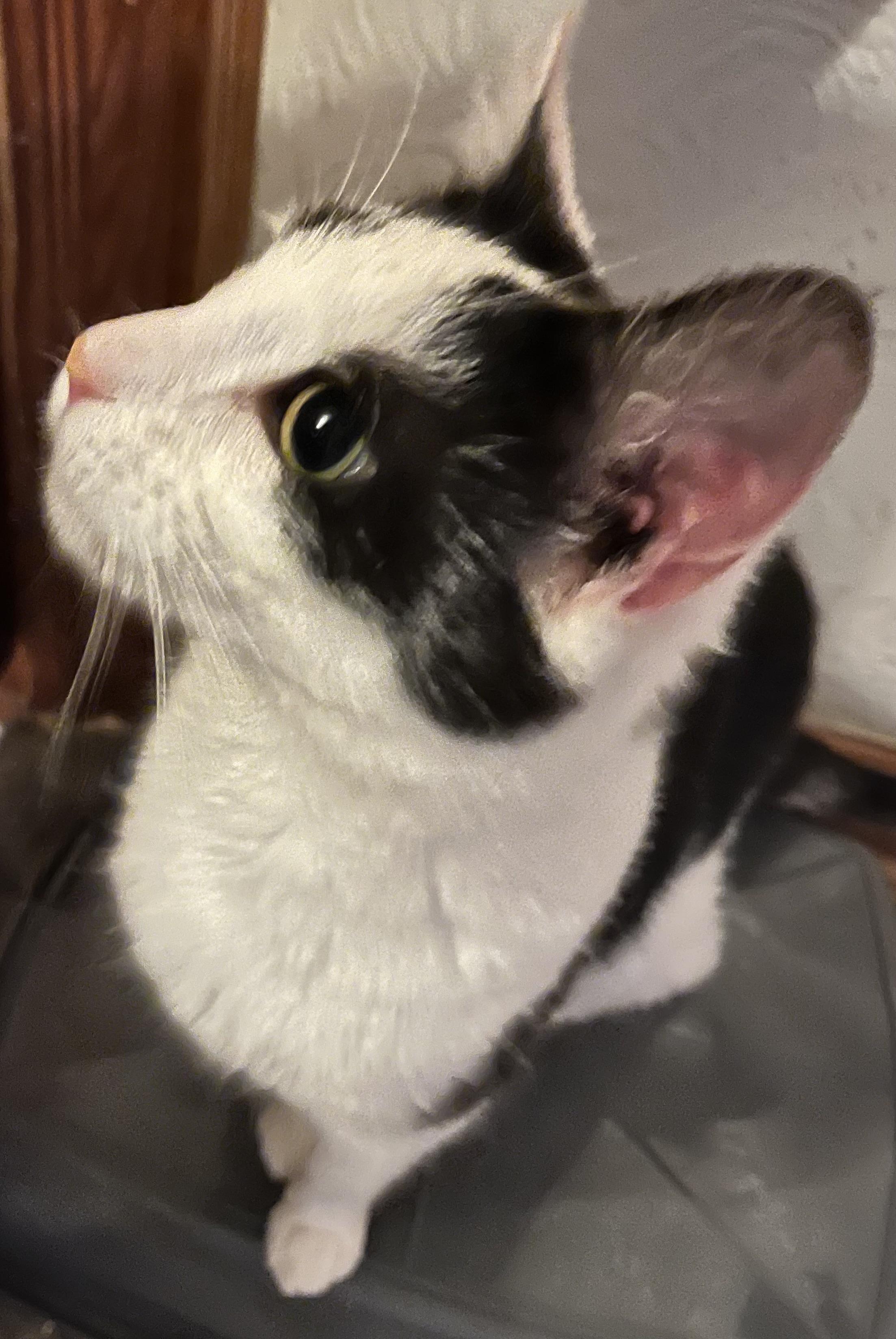 Enlarge Phil (Peg-fostered in TN), a Adoptable Domestic Short Hair in Brooklyn, CT image 4/6