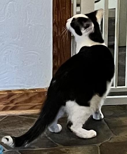 Enlarge Phil (Peg-fostered in TN), a Adoptable Domestic Short Hair in Brooklyn, CT image 3/6