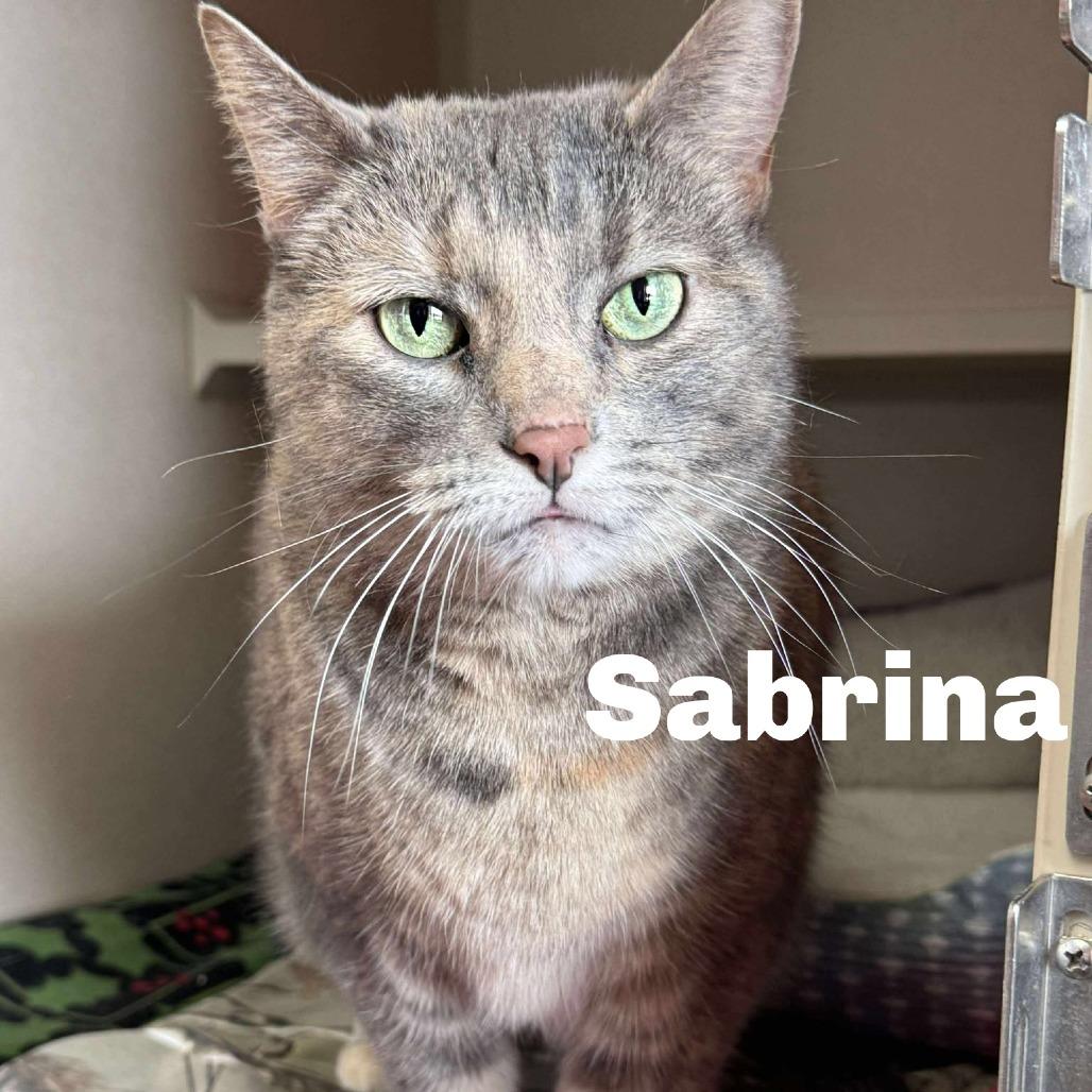 Enlarge Sabrina 260236, a Adoptable mixed breed in Escanaba, MI image 1/1