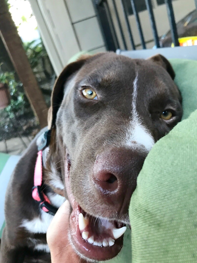 Dog for adoption Buster the Chocolate Good Boy, a Chocolate Labrador