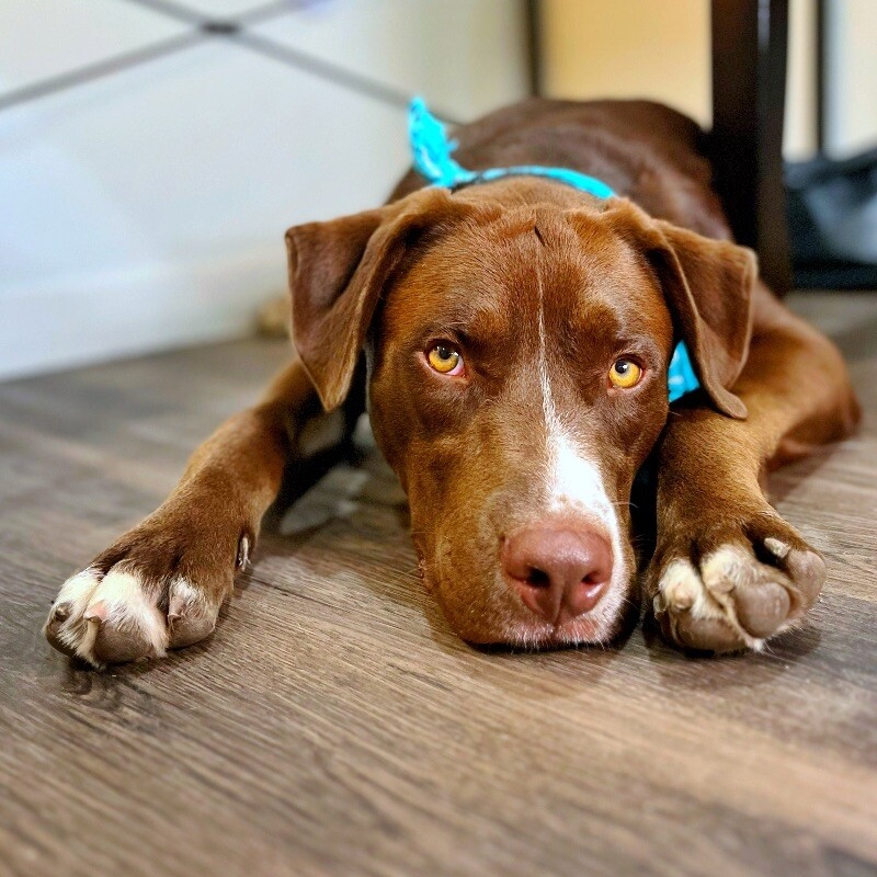 Dog for adoption Buster the Chocolate Good Boy, a Chocolate Labrador
