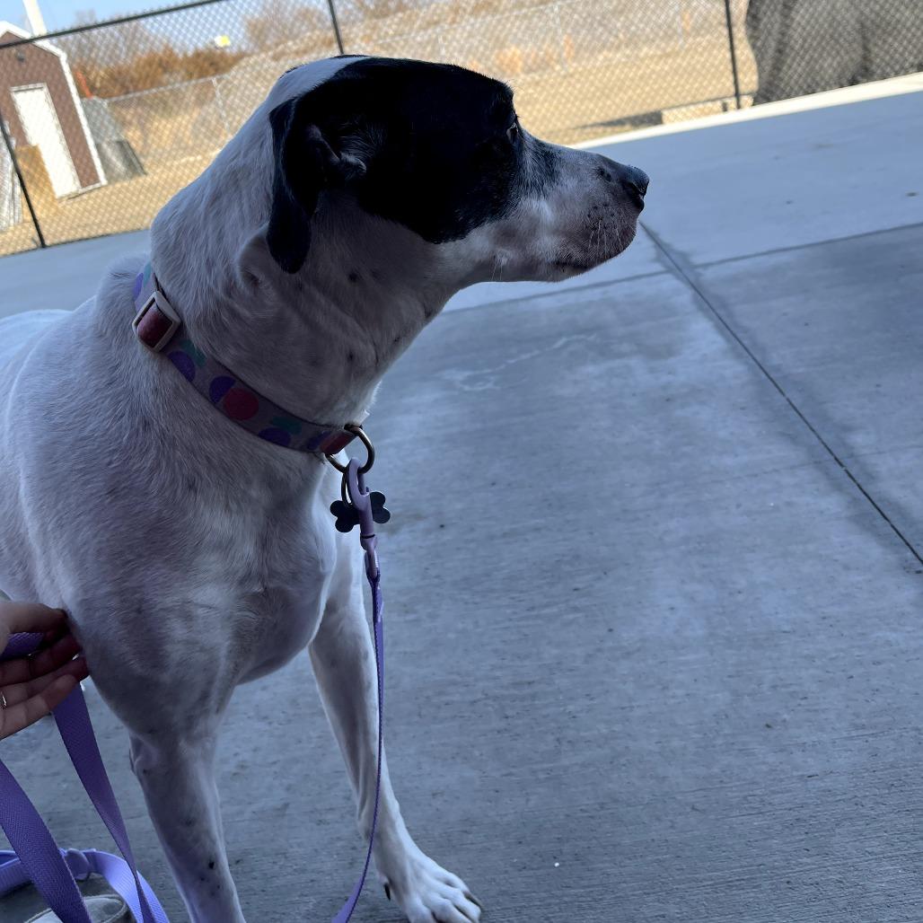 Enlarge Eve, a ADOPTABLE mixed breed in Monticello, IA image 4/6