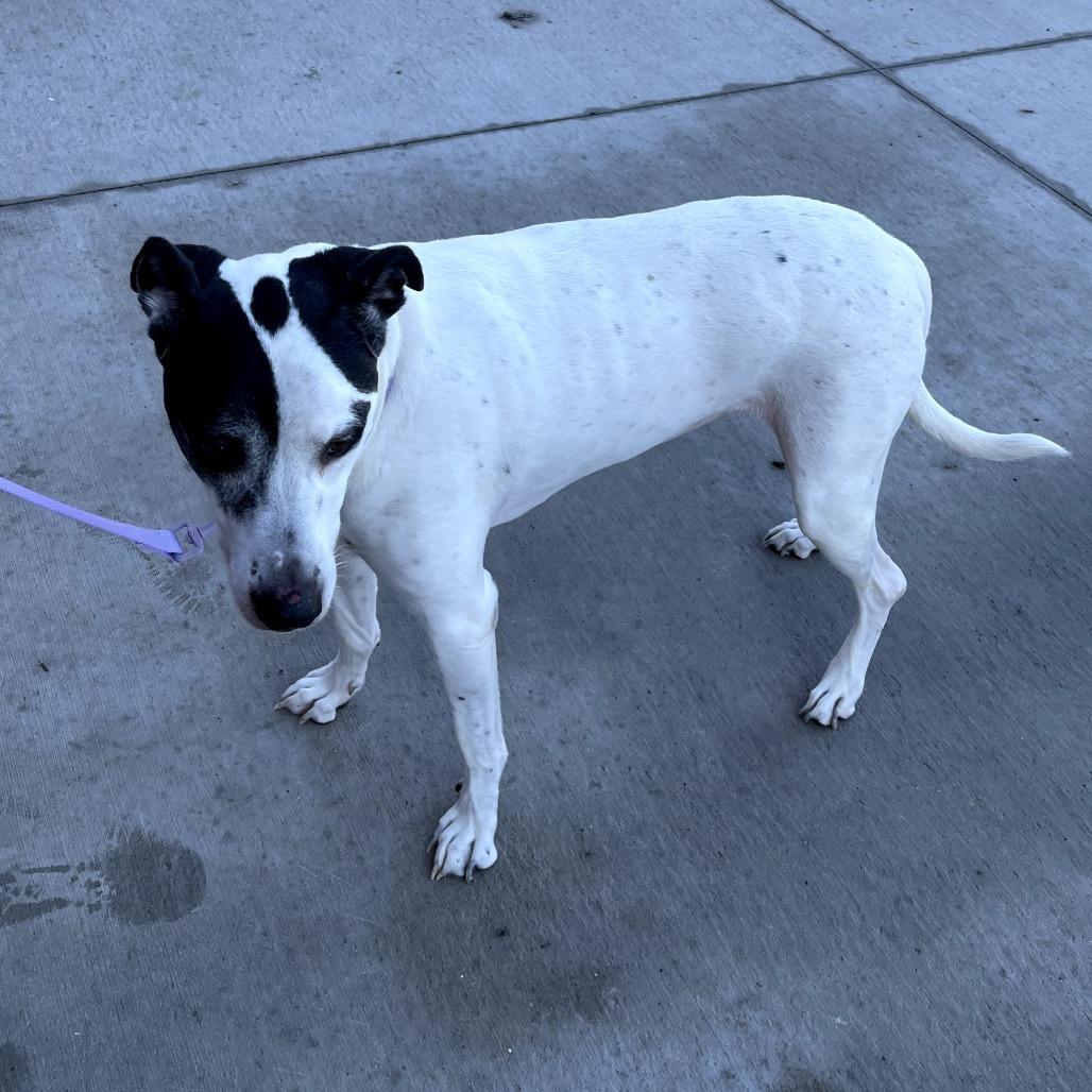 Enlarge Eve, a ADOPTABLE mixed breed in Monticello, IA image 3/6