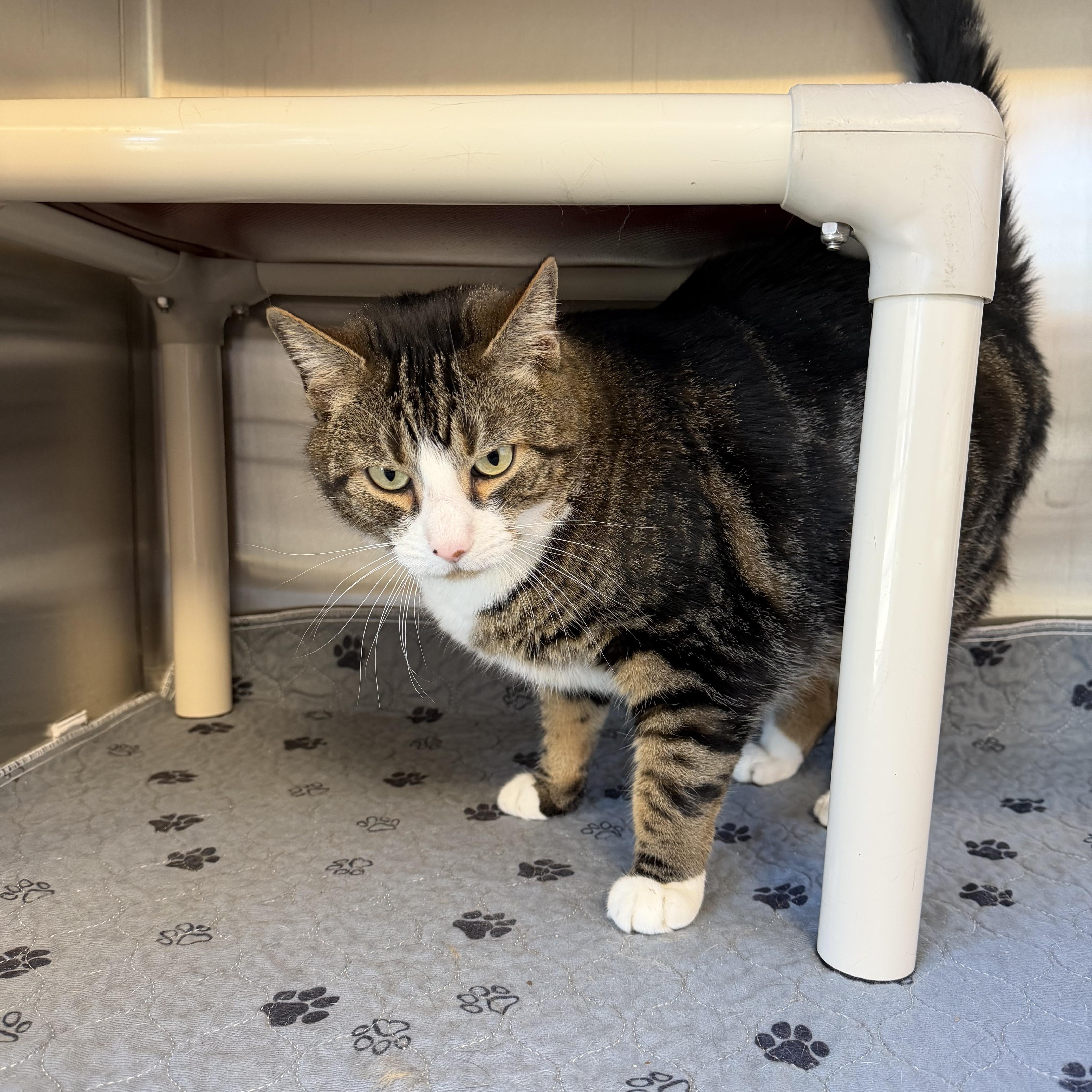 Enlarge Smitty, an adopted Domestic Short Hair in North Providence, RI image 3/4