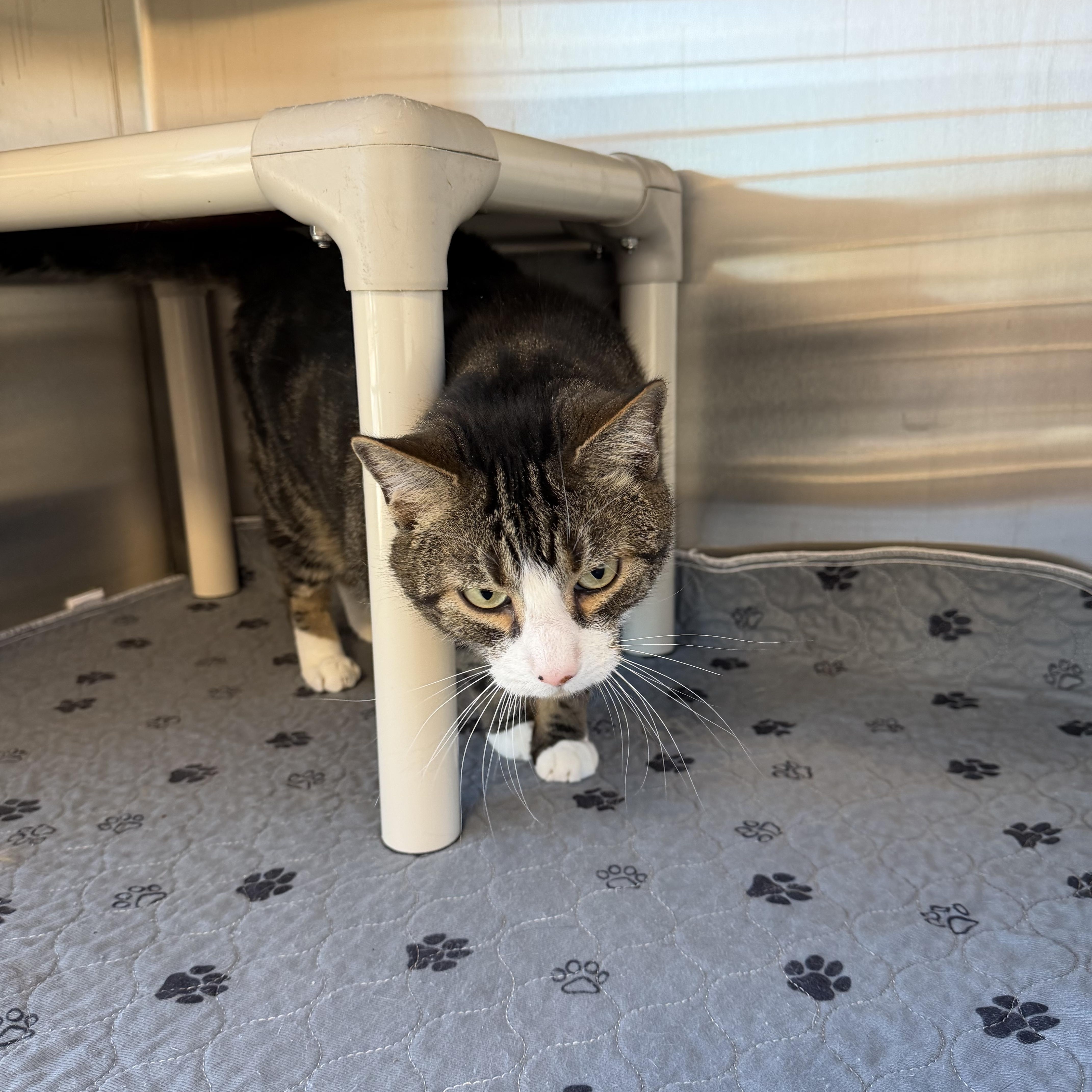 Enlarge Smitty, an adopted Domestic Short Hair in North Providence, RI image 4/4