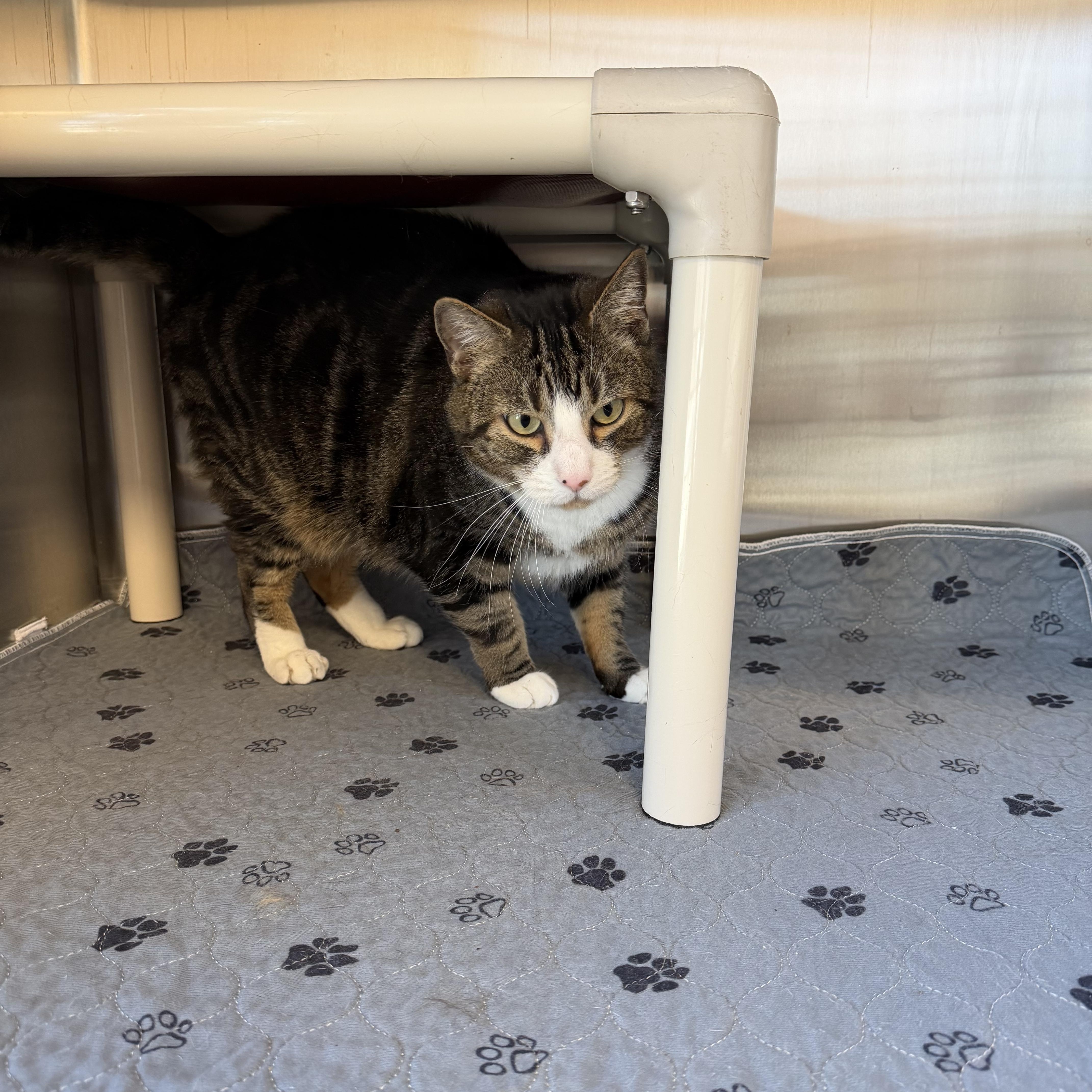 Enlarge Smitty, an adopted Domestic Short Hair in North Providence, RI image 2/4