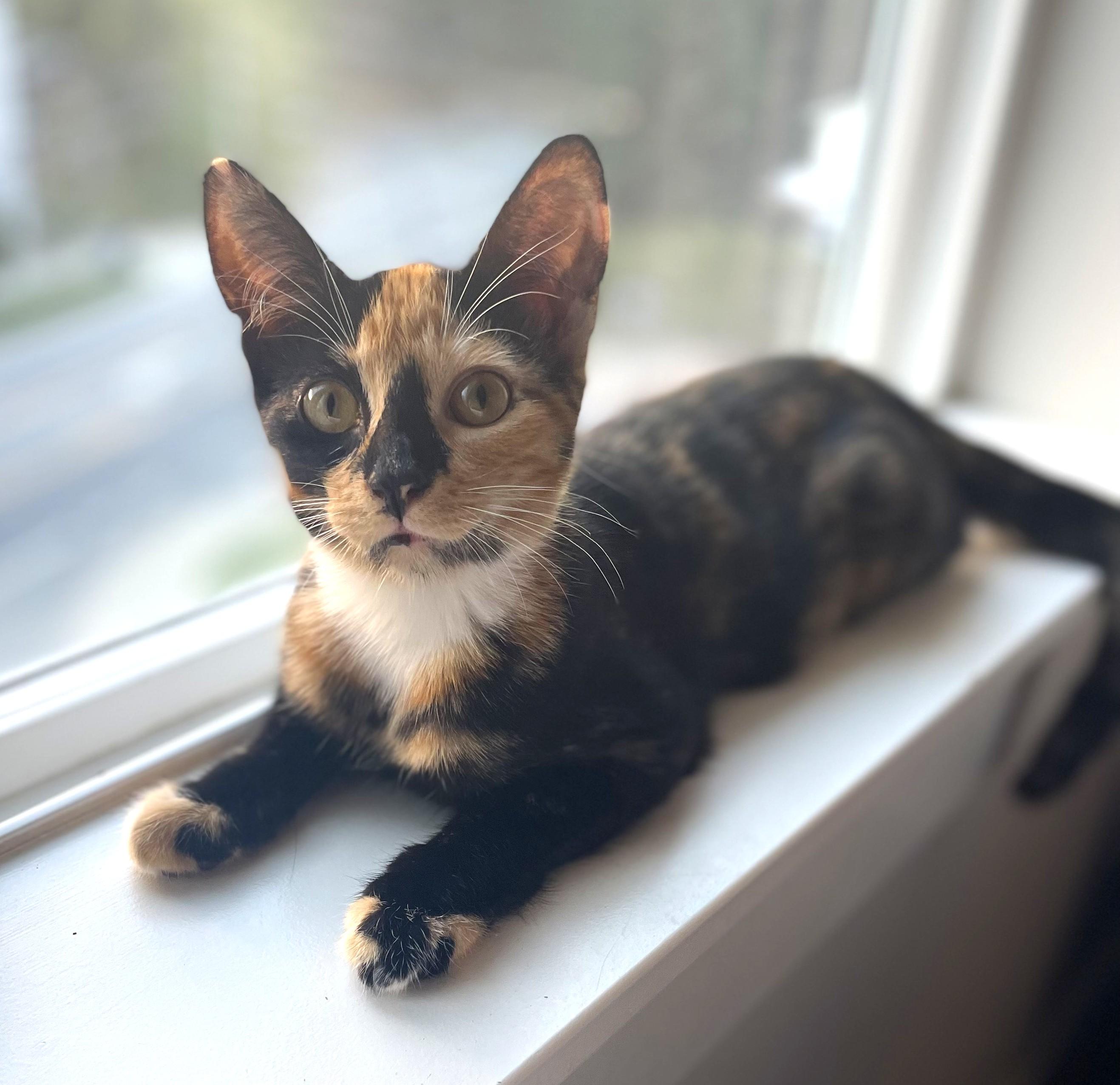 Matcha & Mocha, a Adopted Domestic Short Hair in Saanichton, BC image 1/5