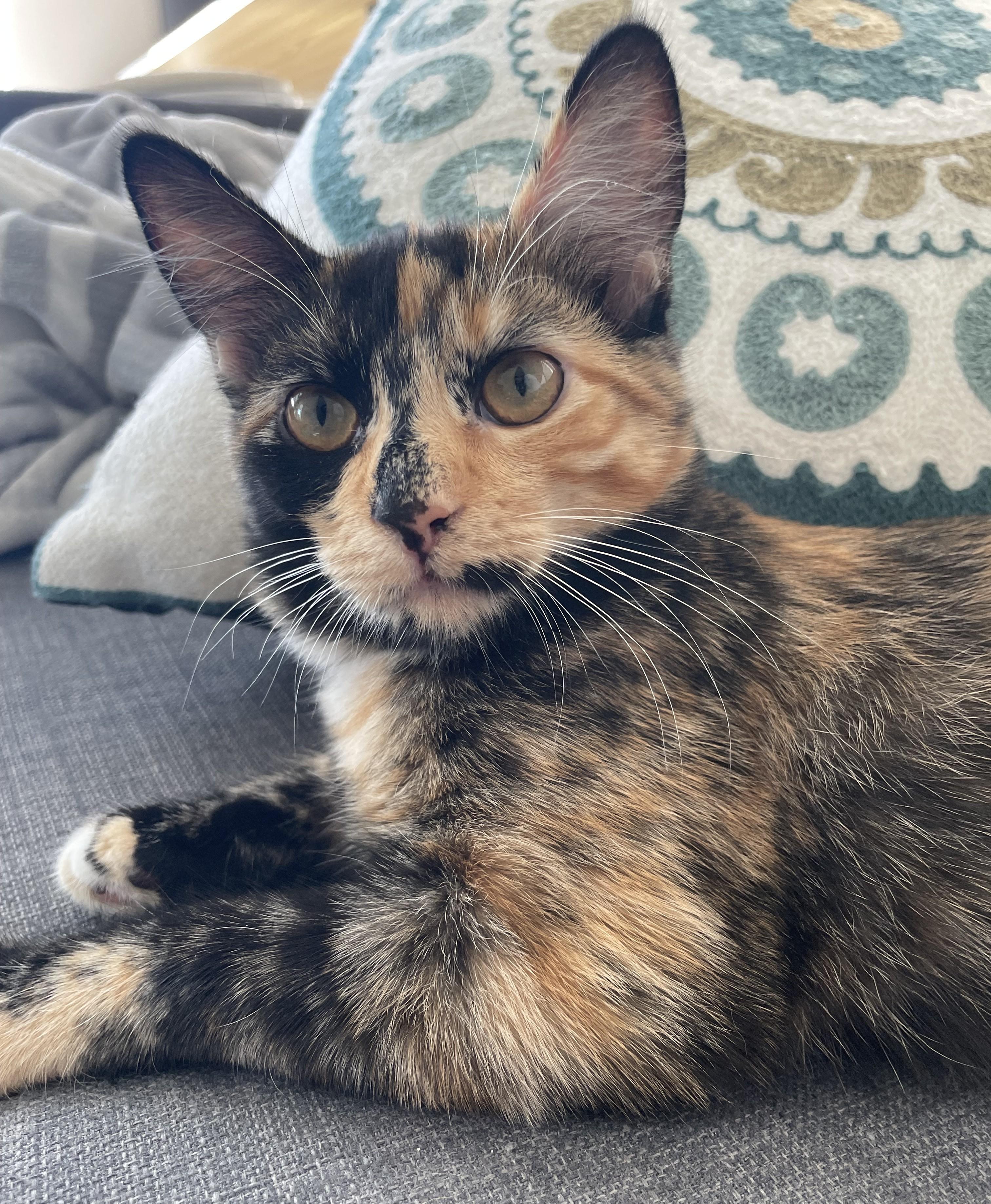 Matcha & Mocha, a Adopted Domestic Short Hair in Saanichton, BC image 2/5