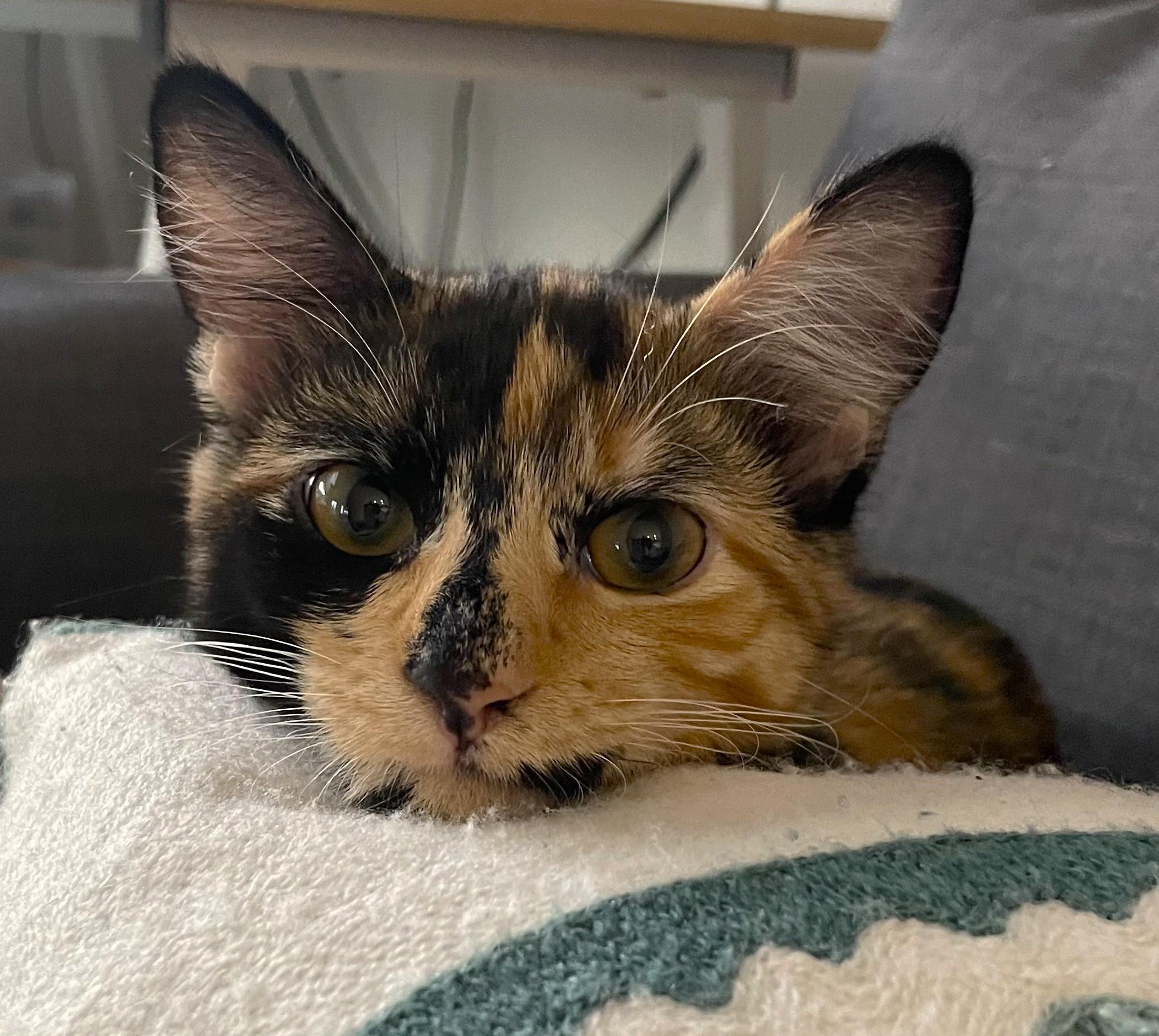 Matcha & Mocha, a Adopted Domestic Short Hair in Saanichton, BC image 3/5